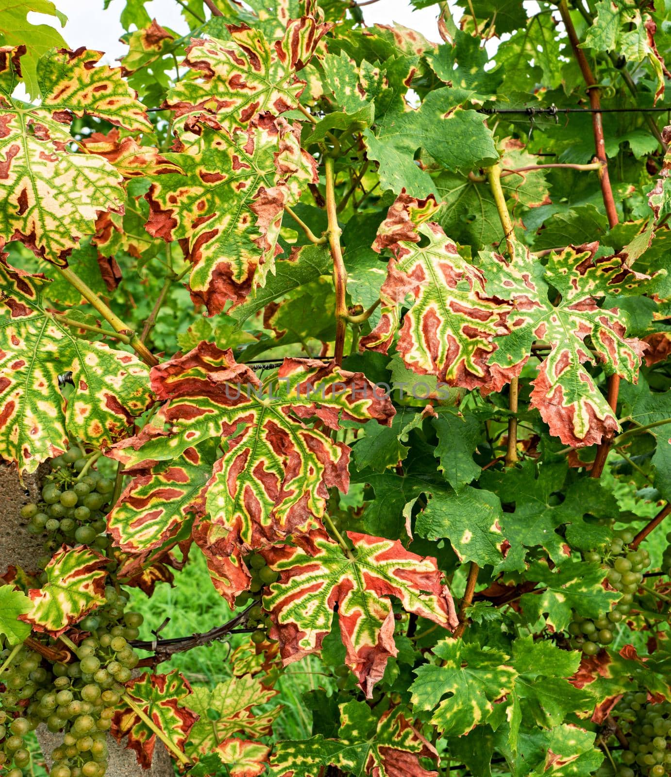 Grapevine stripe diseas eesca appear as dark red or yellow stripes on leaves by rdonar2