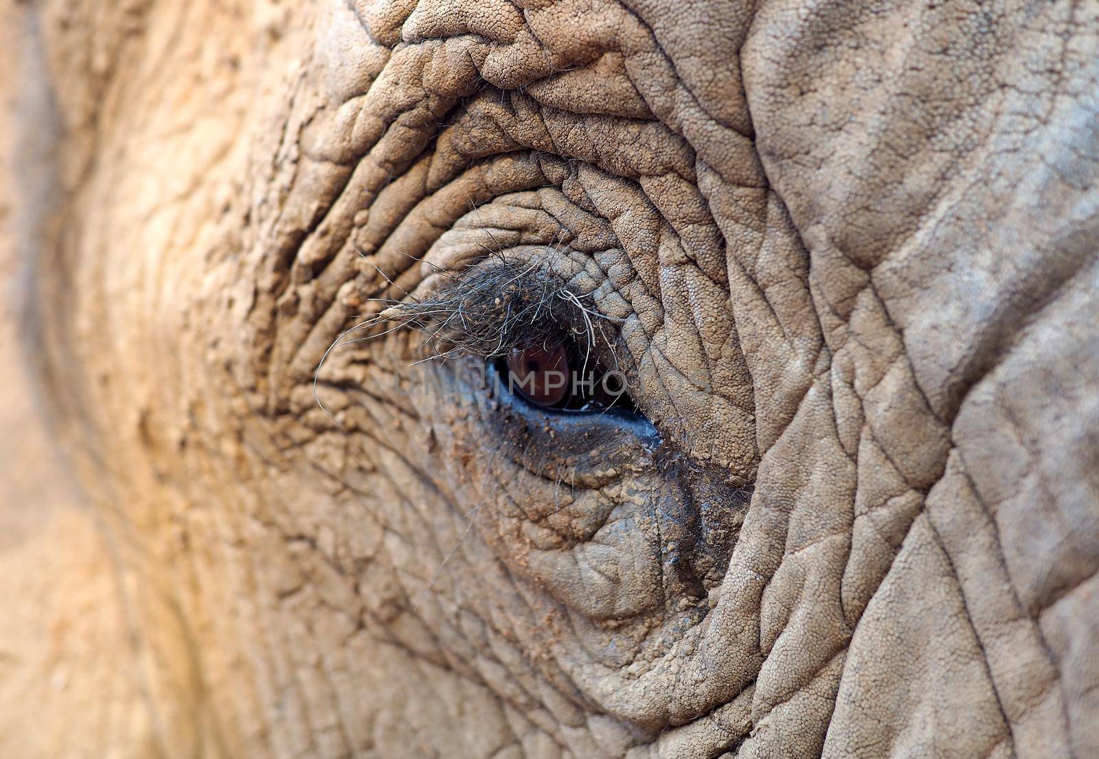 Close up of African elephant by fivepointsix