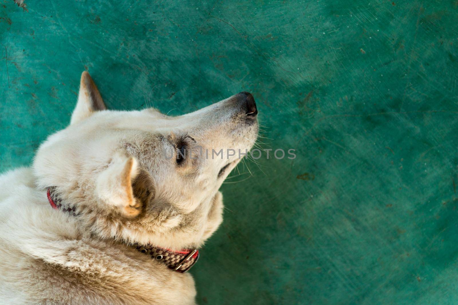 Big white furry dog lyaing on green floor