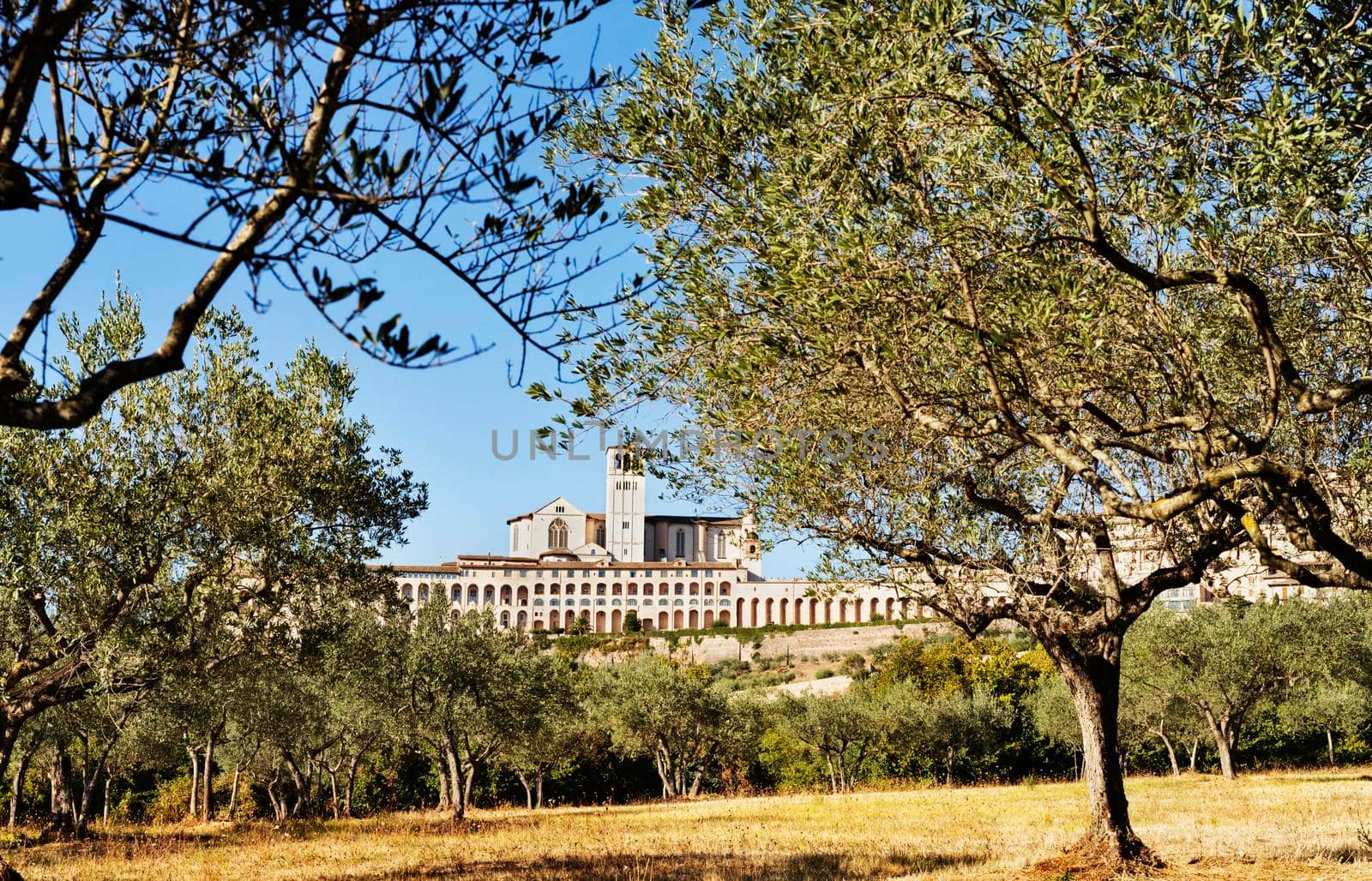 View of  Basilica of San Francesco from olive tree field ,the basilca Upper side and the friary Sacro Convento