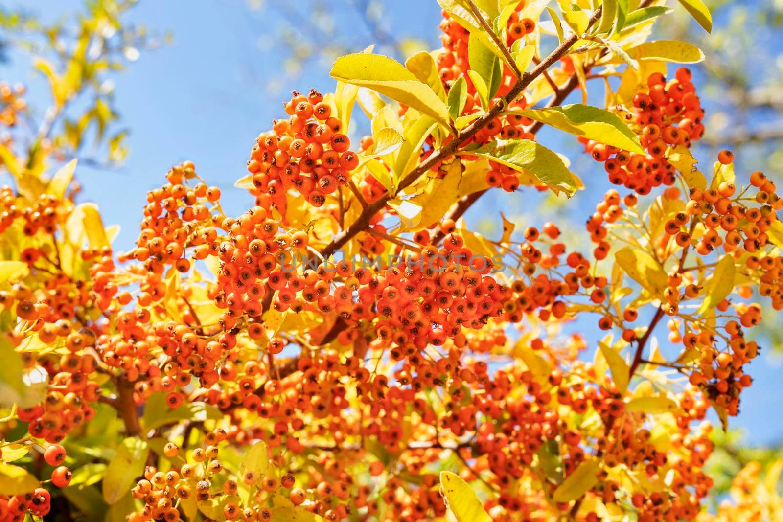 Autumnal orange berries of pyracantha by victimewalker
