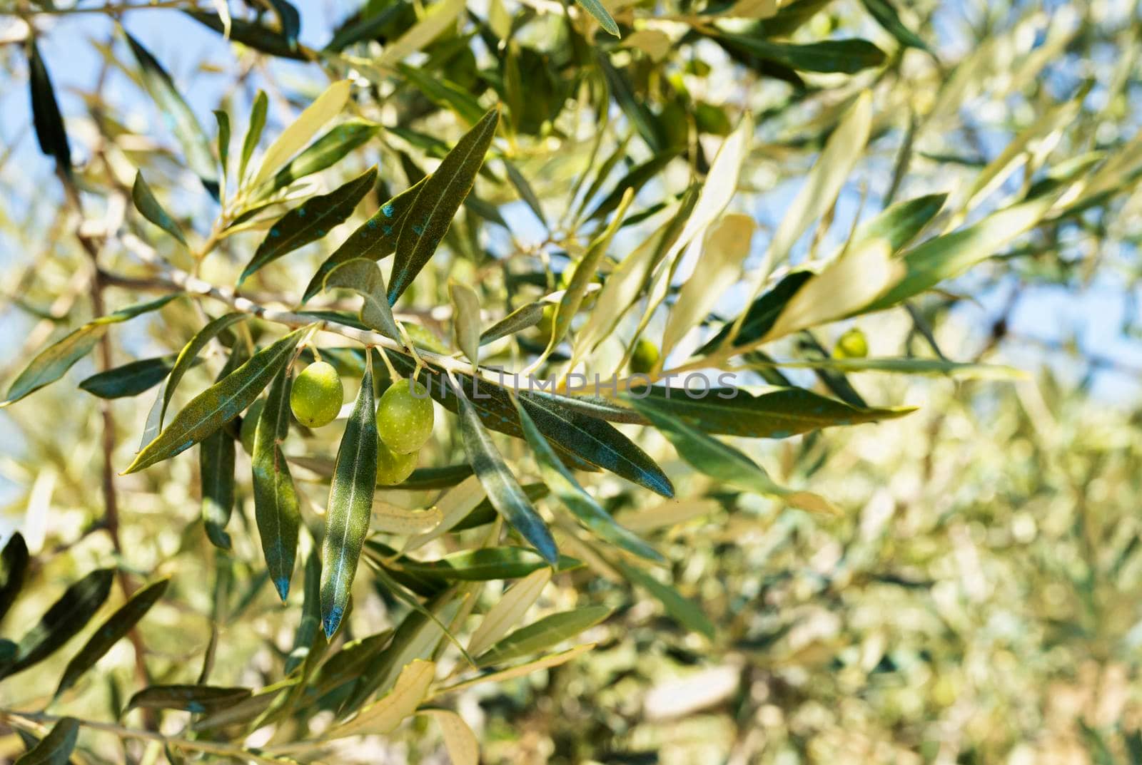 Several green olives on tree in a bright sunny day