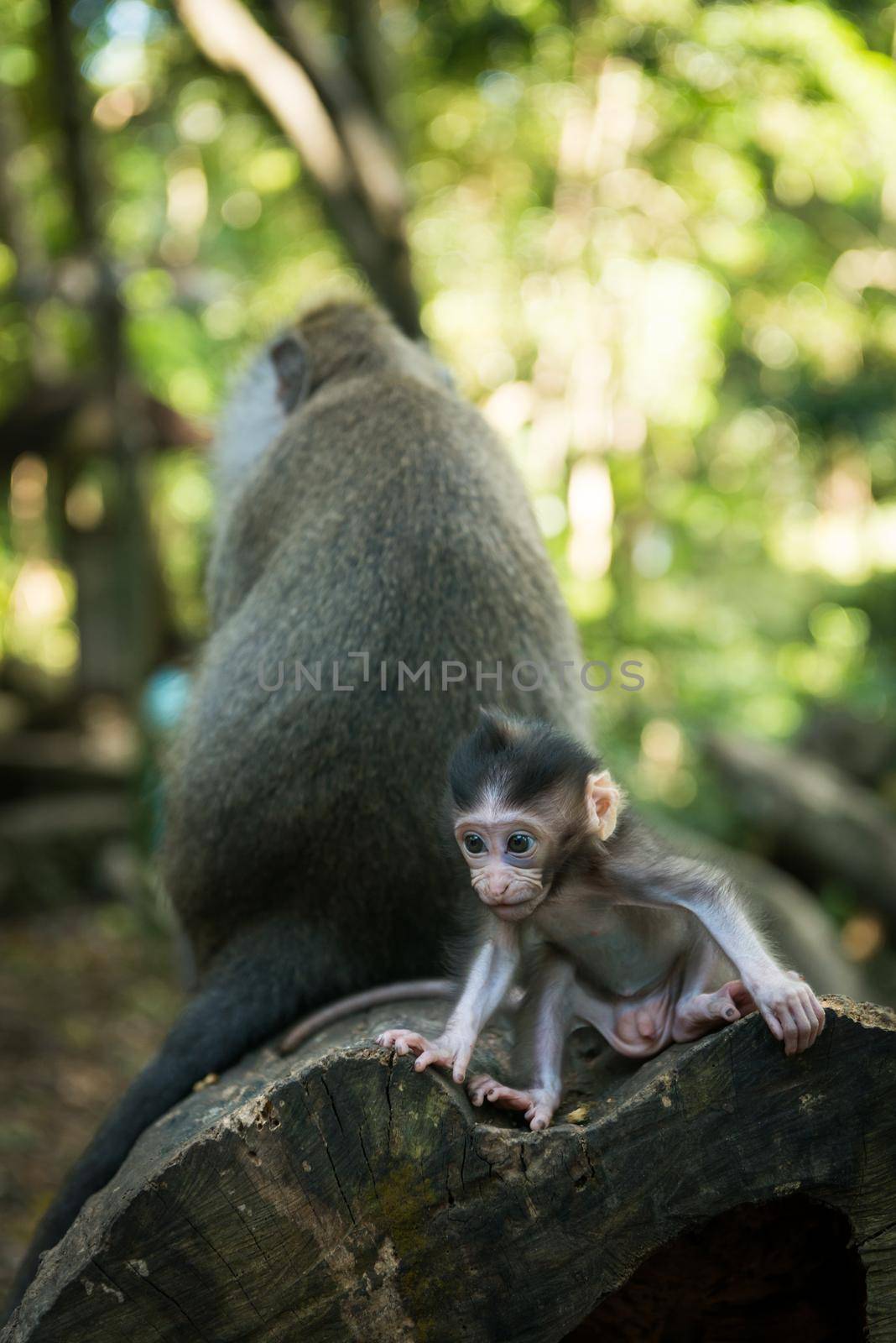 Baby macaque monkey exploring jungle with his mother nearby