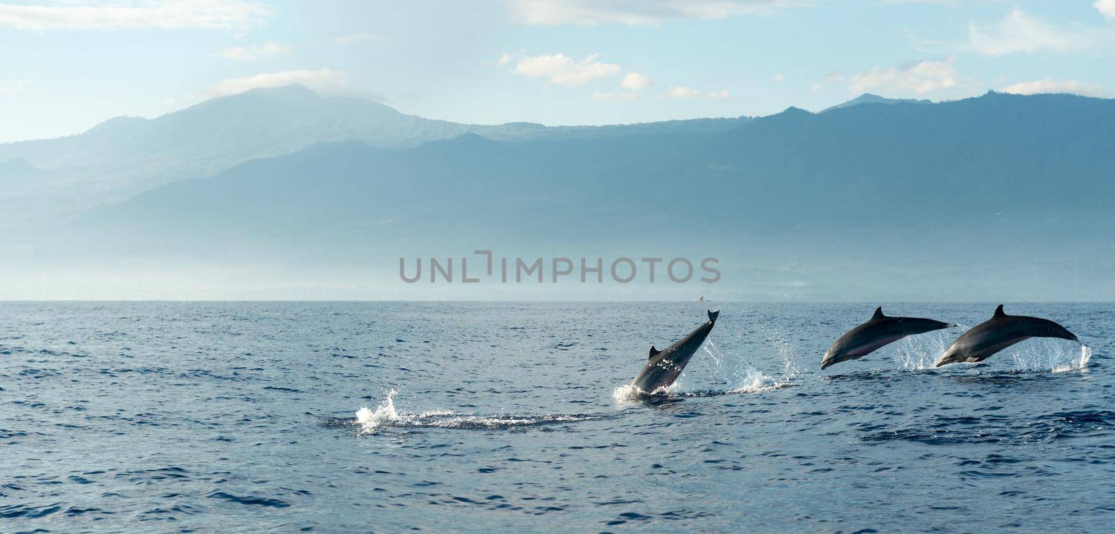 Dolphins in Pacific Ocean at sunrise. Bali, Indonesia