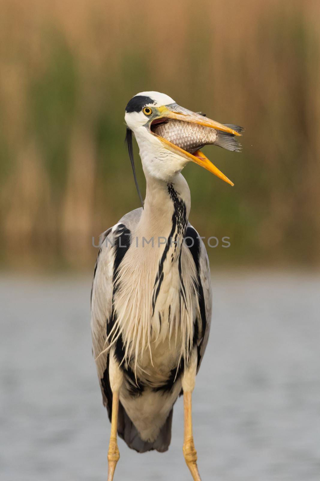 Grey heron is eating the fish. Bird behavior in natural habitat.