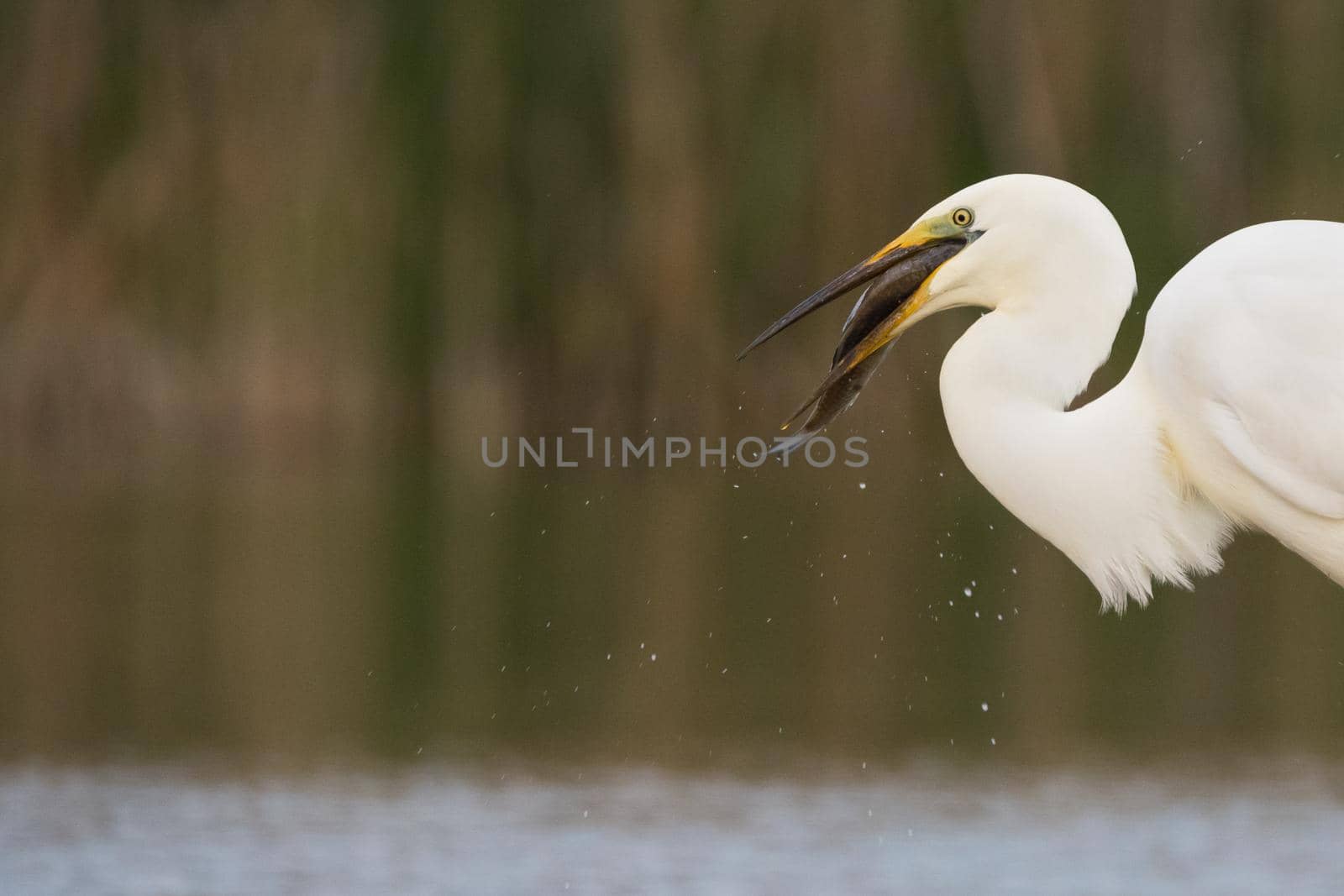 Great white heron (Ardea alba) eating fish in swamp.