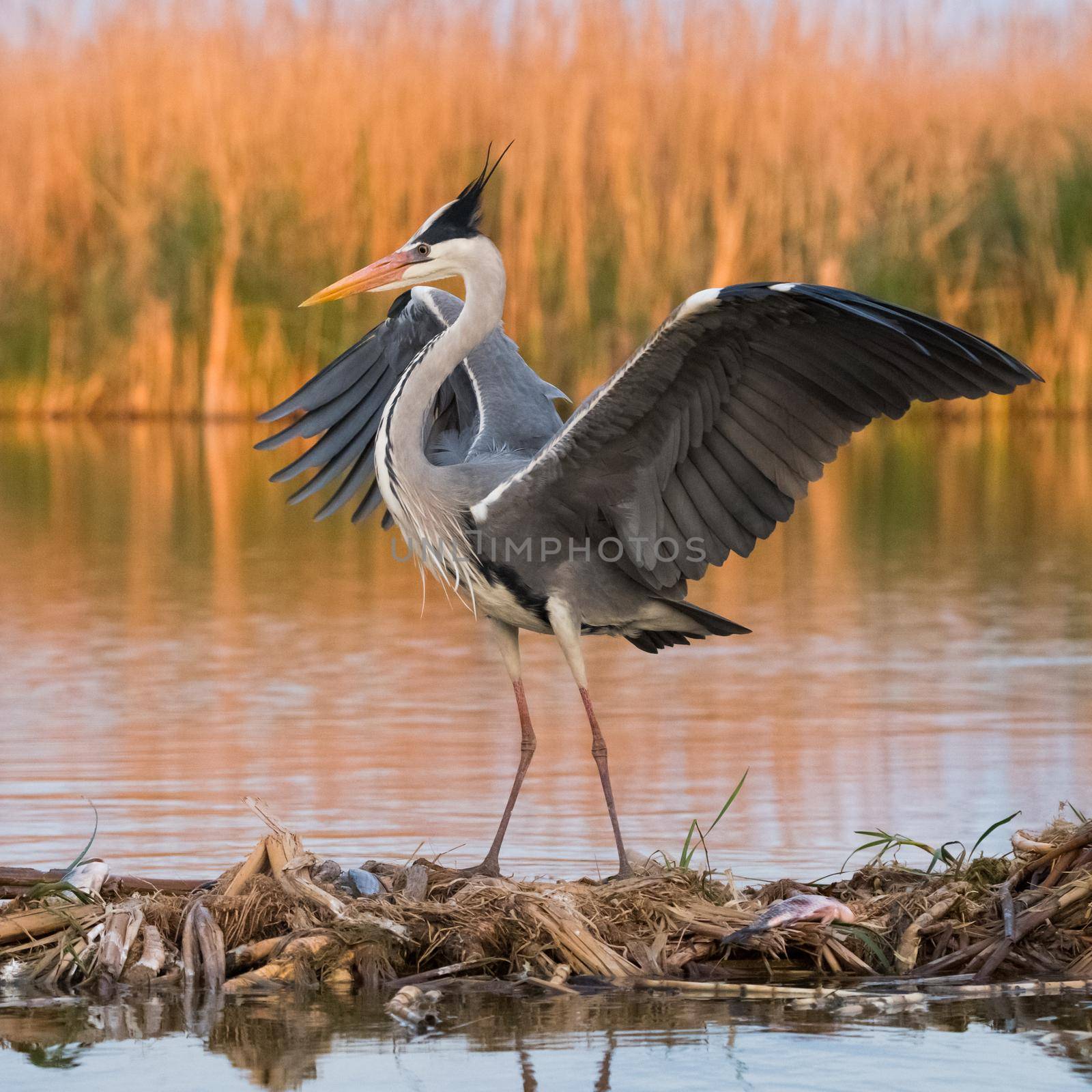 Grey heron (ardea cinerea) in natural habitat.