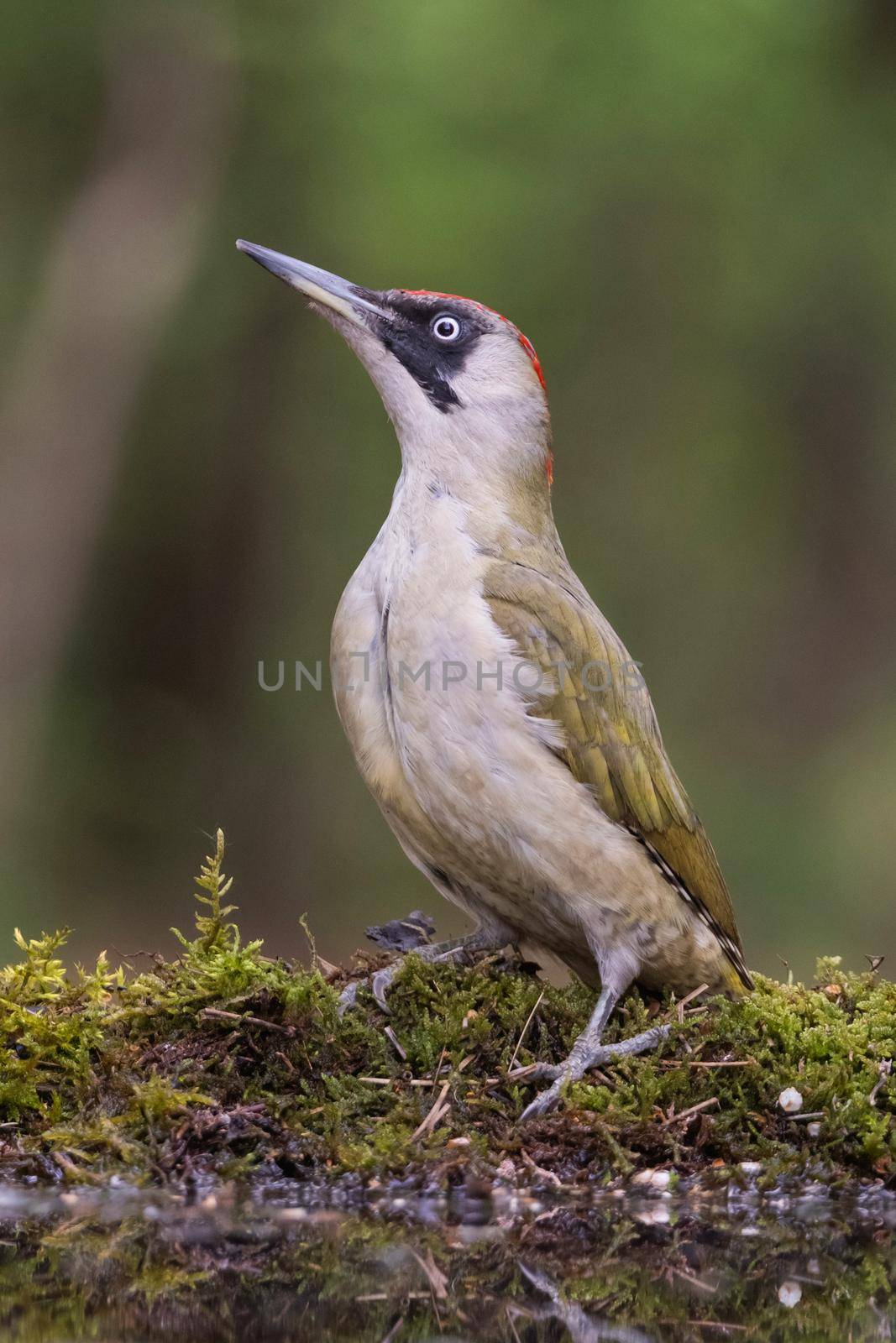 European green woodpecker (Picus viridis)