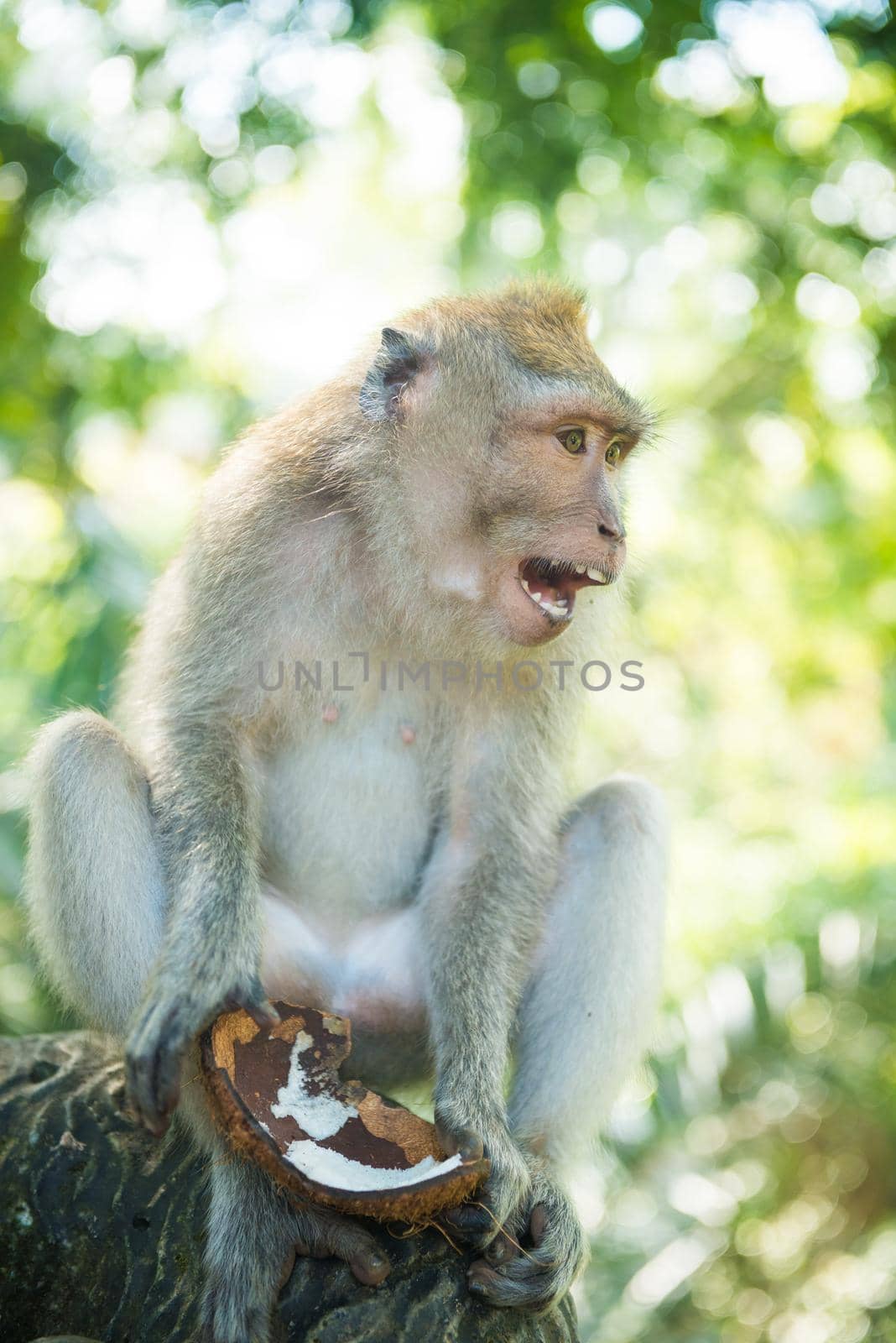 Macaque monkey having a coconut as dessert