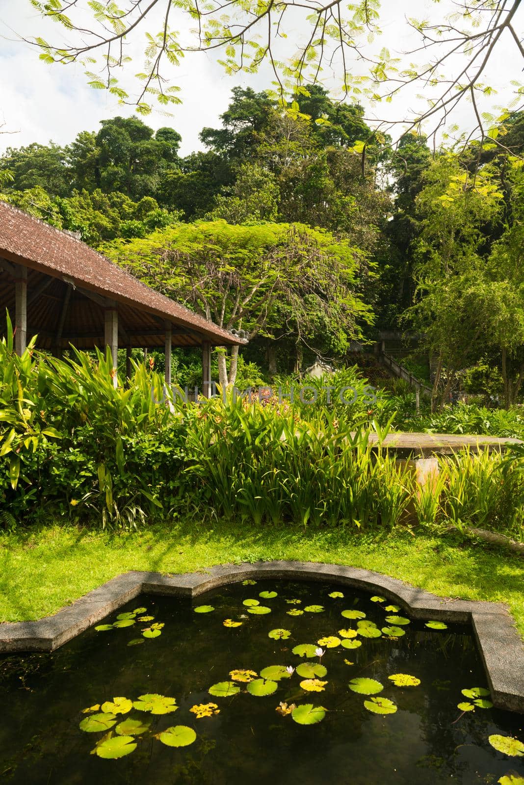 Small lotus pond in Indonesian park at Bali