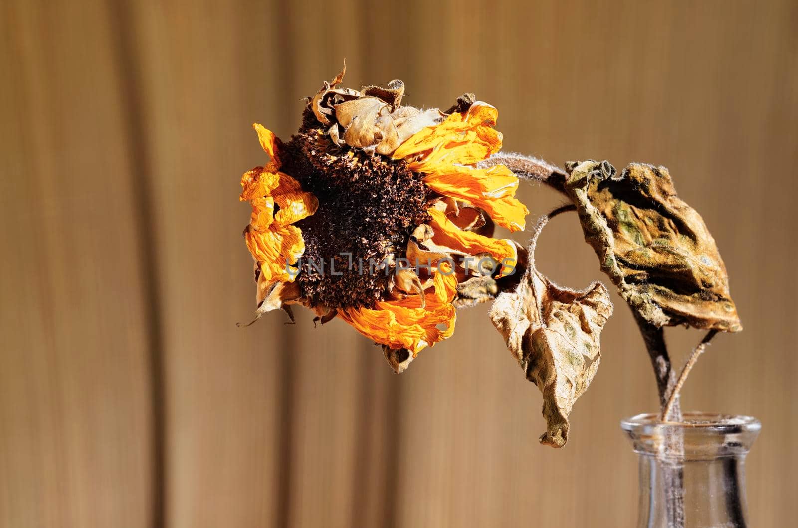 One wilted sunflower in glass vase against  brown background 
