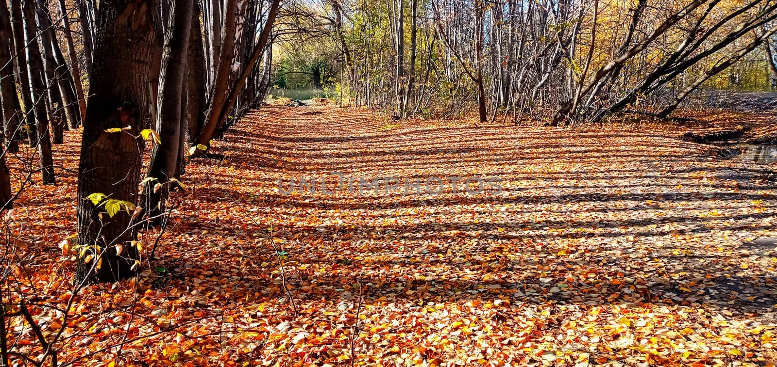 An empty leafy alley in Autumn Park, Siberia, Russia. Autumn wayside trees. Dry leaves fallen on a forest dirt road.