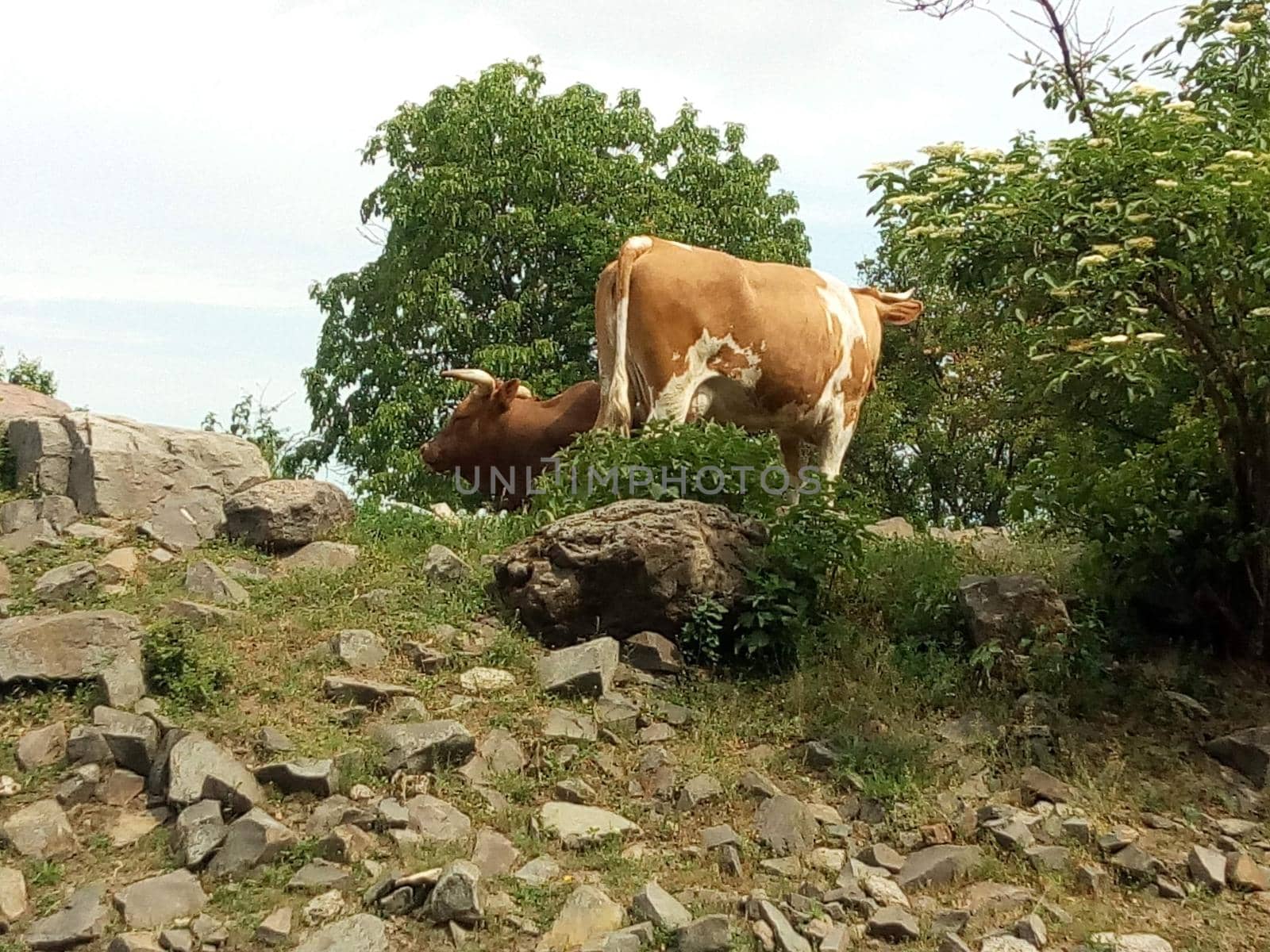 Herd of cows grazing in mountains, on summer sunny day. High quality photo