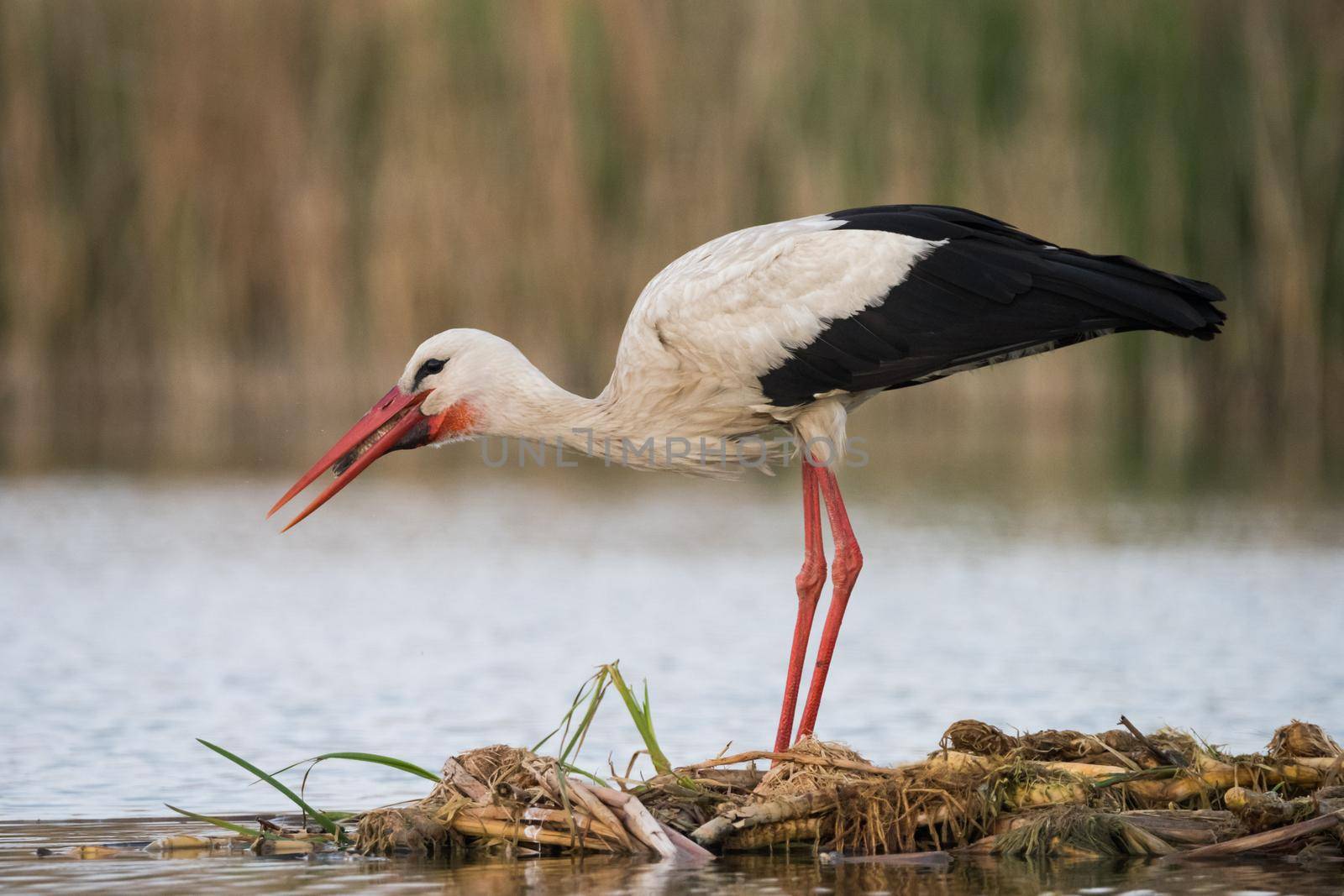White stork (Ciconia ciconia) eating the fish in hatural habitat.