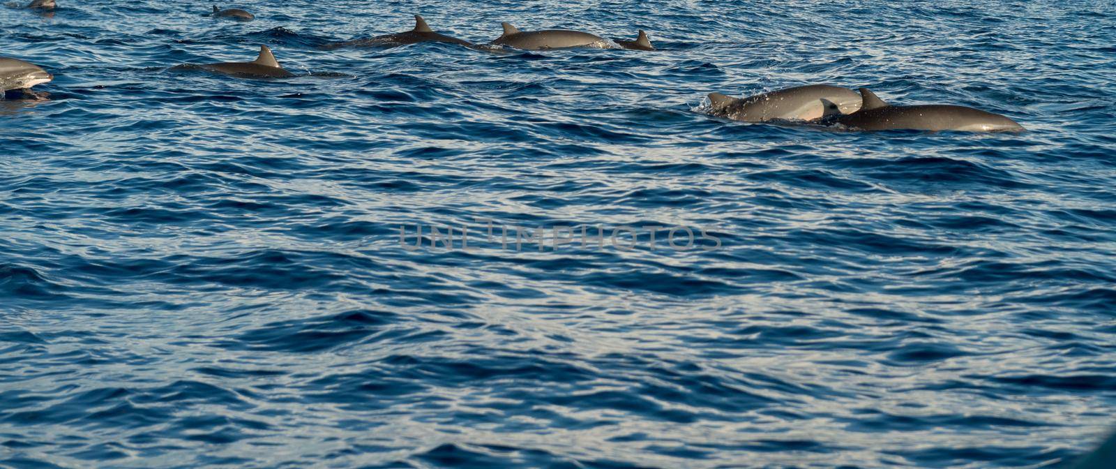 Dolphins in Pacific Ocean at sunrise. Bali, Indonesia