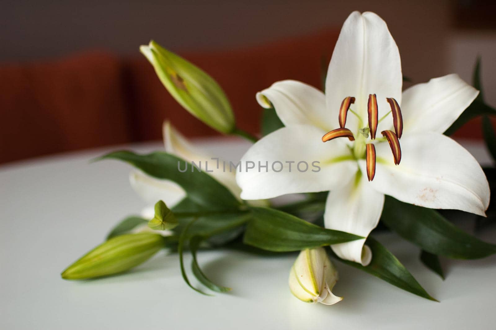 Photo of a perfect bouquet of beautiful lilies on table, white lily flowers.