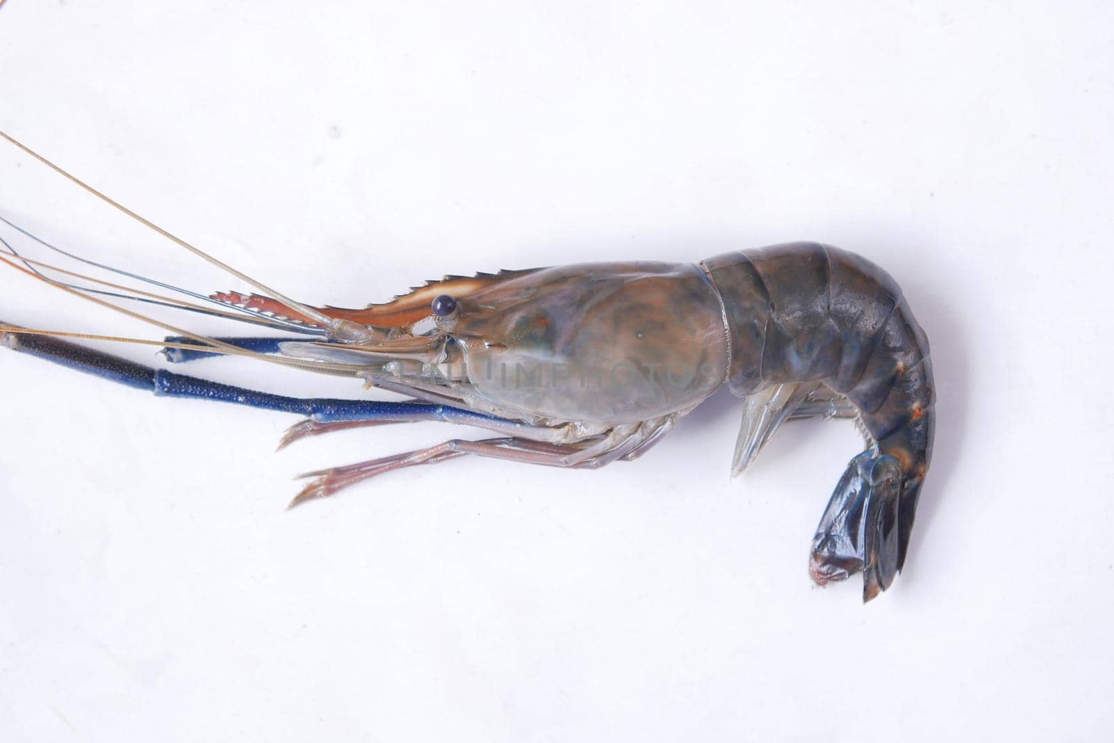 close up of king prawn on plate on table