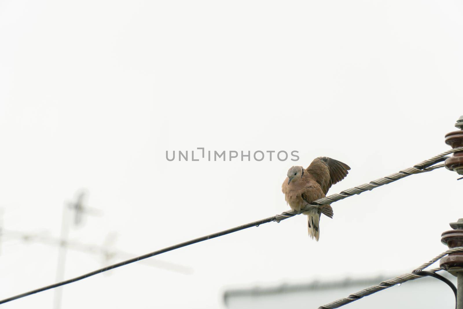The dove in the city perched on the power line to dry its wings after the rain. by chiawth