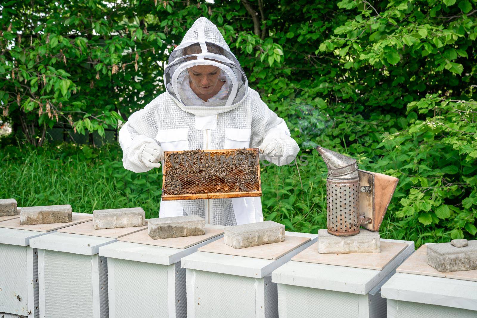 woman with a wax frame with bees in beekeeping by Edophoto