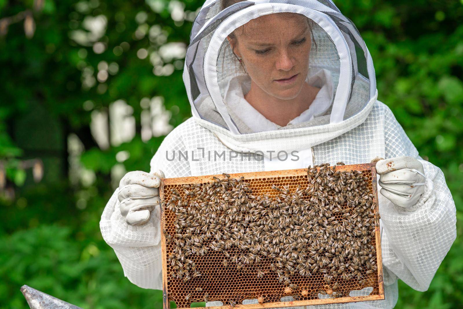 woman with a wax frame with bees in beekeeping by Edophoto