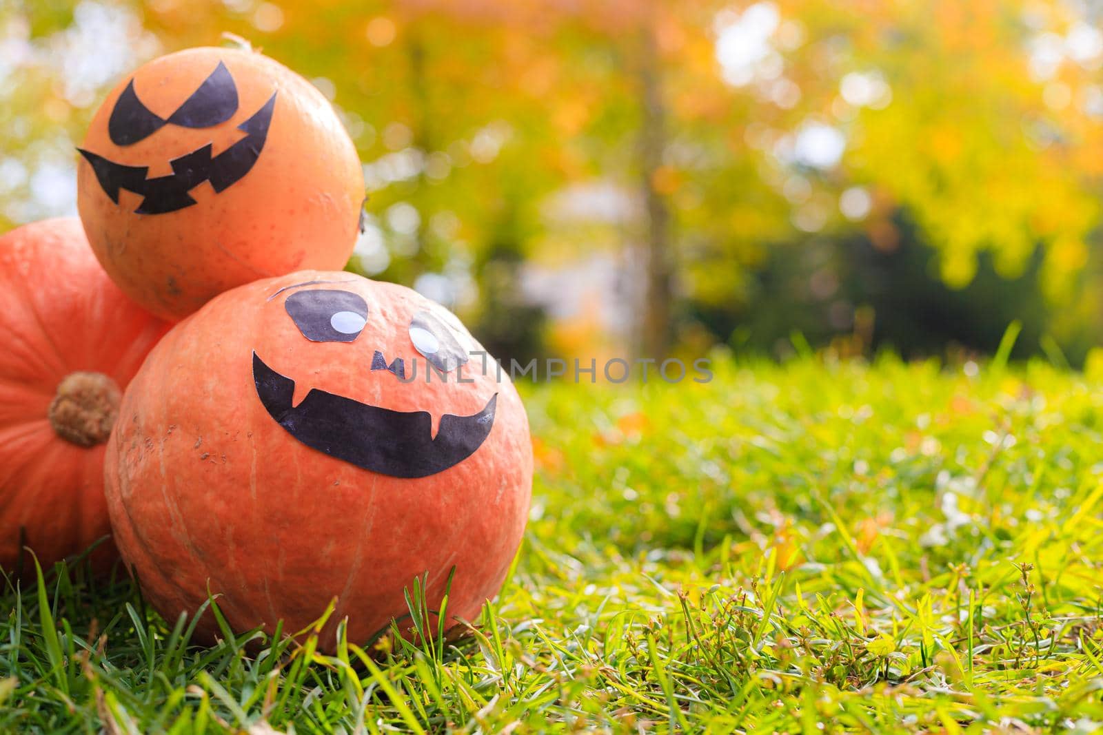 Jackie's Halloween pumpkin is lying on the grass . An article about Halloween. An orange pumpkin with a face. Details of the holiday. Halloween