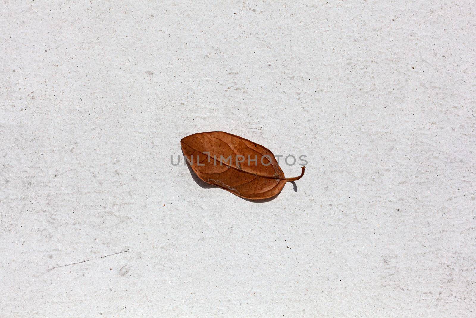 Singke dried leaf on the middle of white concrete floor