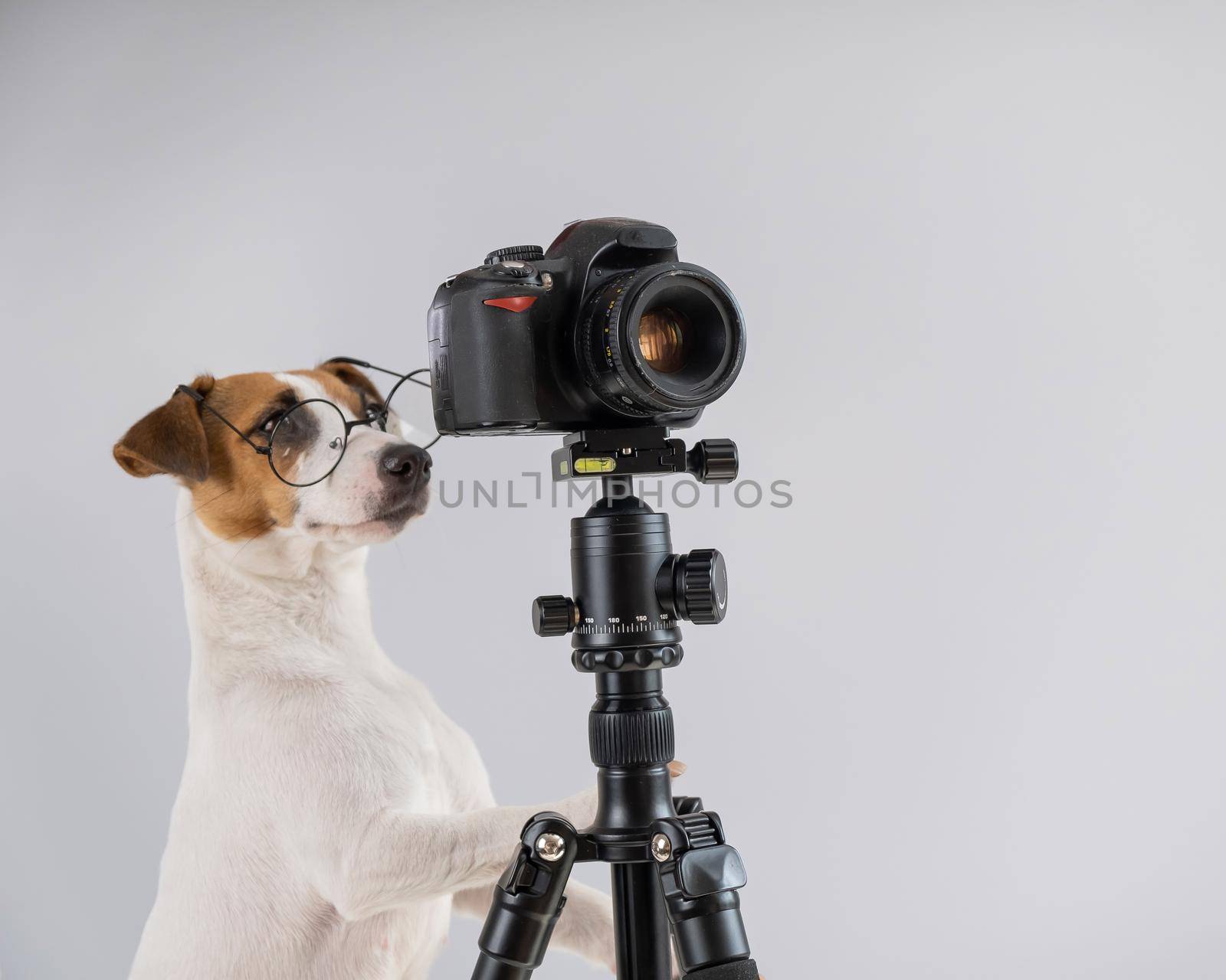 Dog jack russell terrier with glasses takes pictures on a camera on a tripod on a white background.