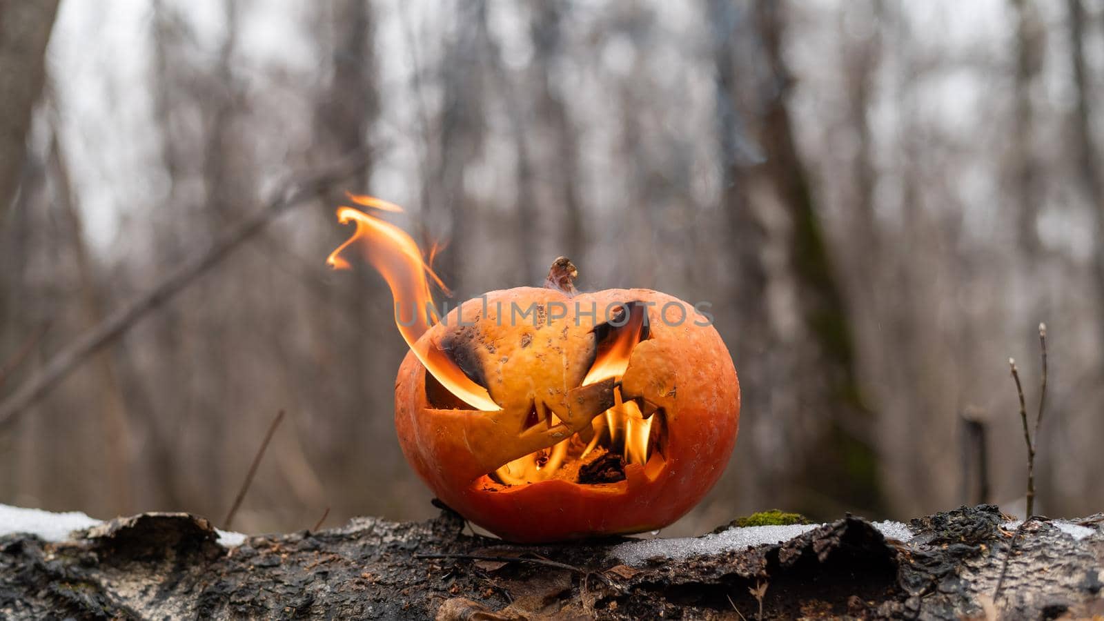 Scary pumpkin with tongues of flame in a dense forest. Jack o lantern for halloween.