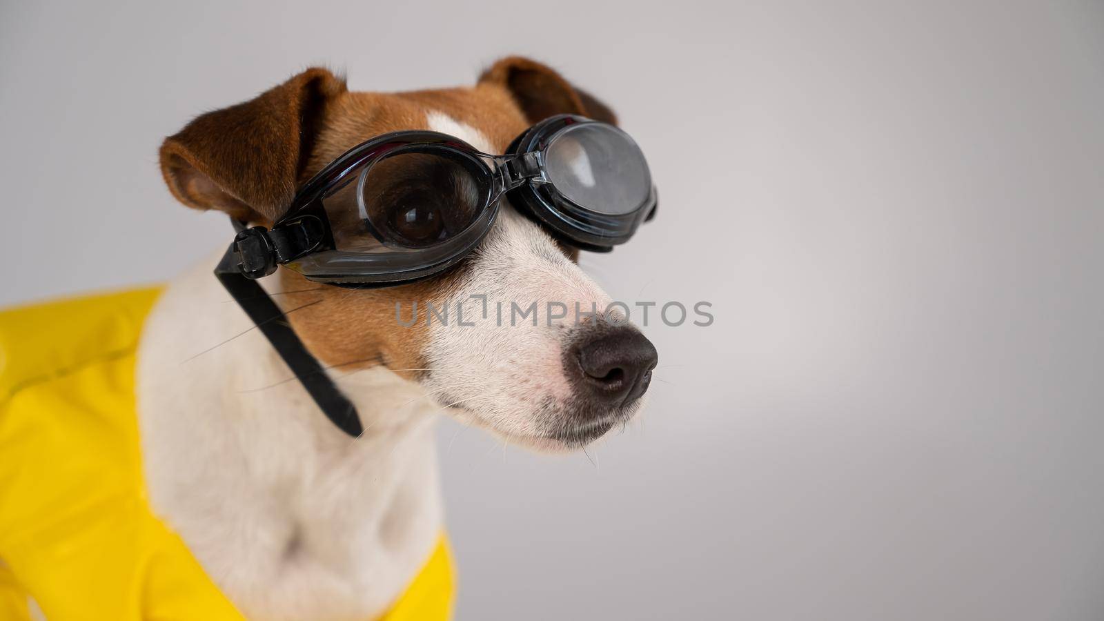 Portrait of jack russell terrier dog in life jacket and goggles for snorkeling on white background. by mrwed54