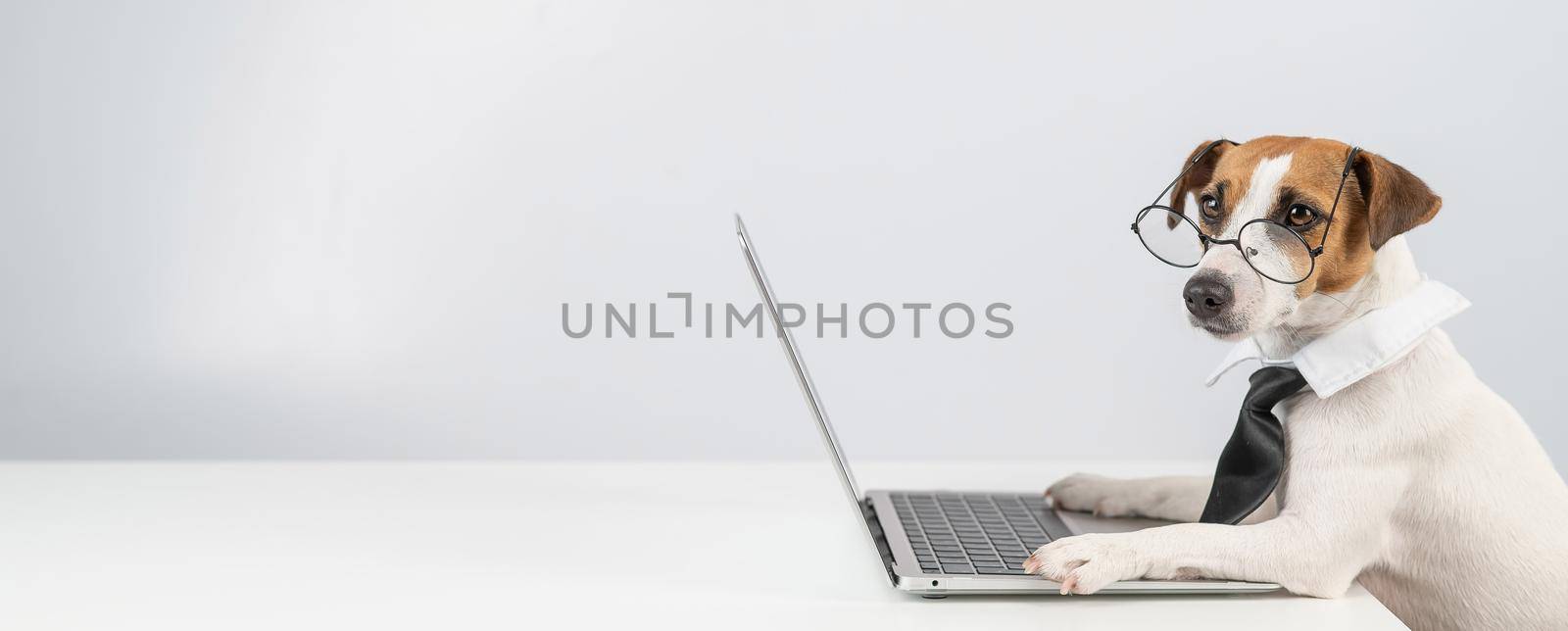 Jack russell terrier dog in glasses and tie works on laptop on white background