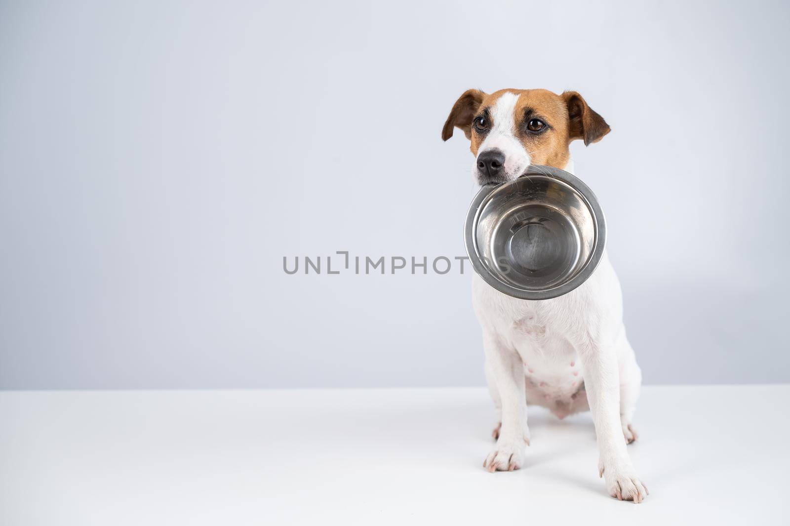 Hungry jack russell terrier holding an empty bowl on a white background. The dog asks for food