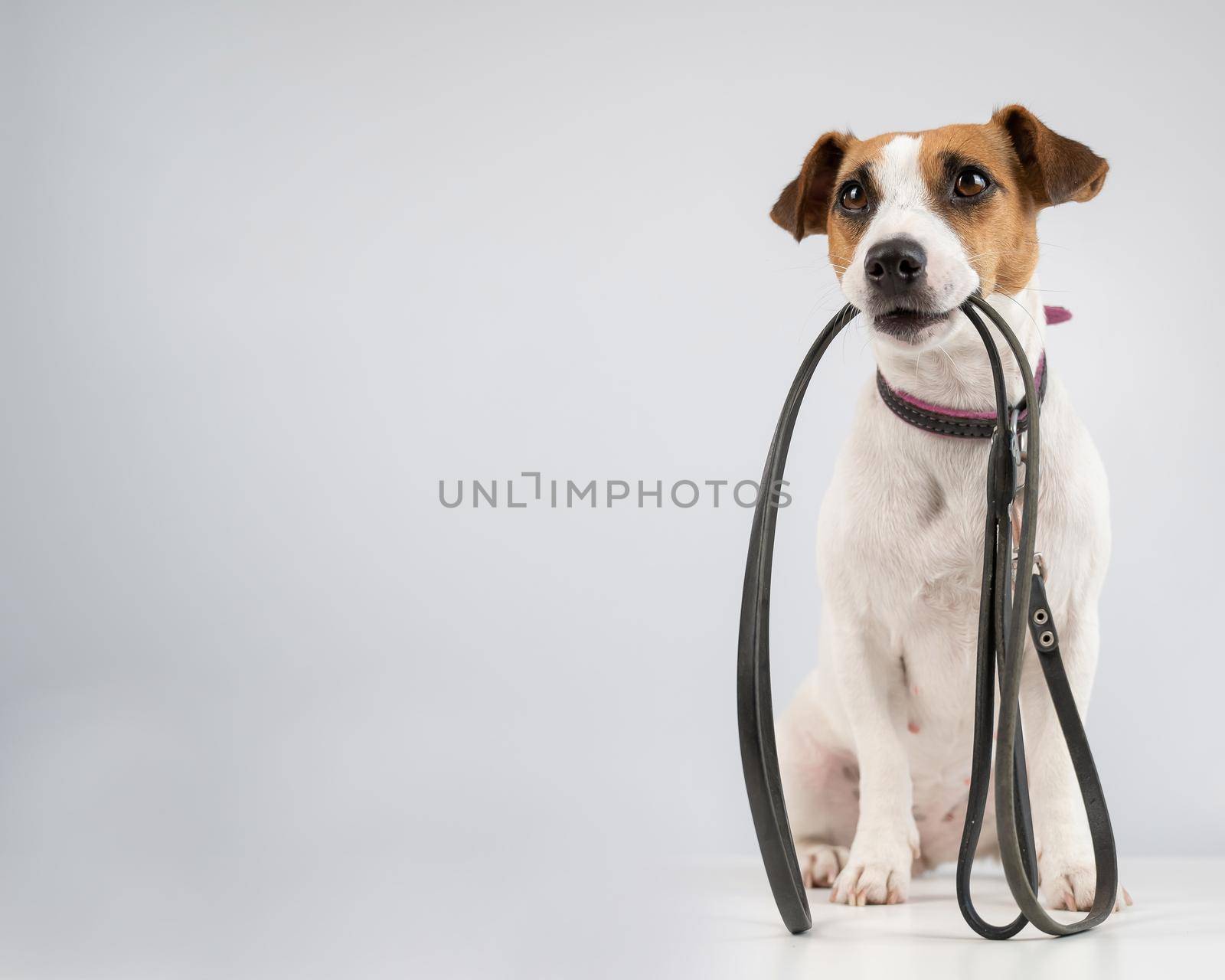 Jack russell terrier dog holding a leash on a white background