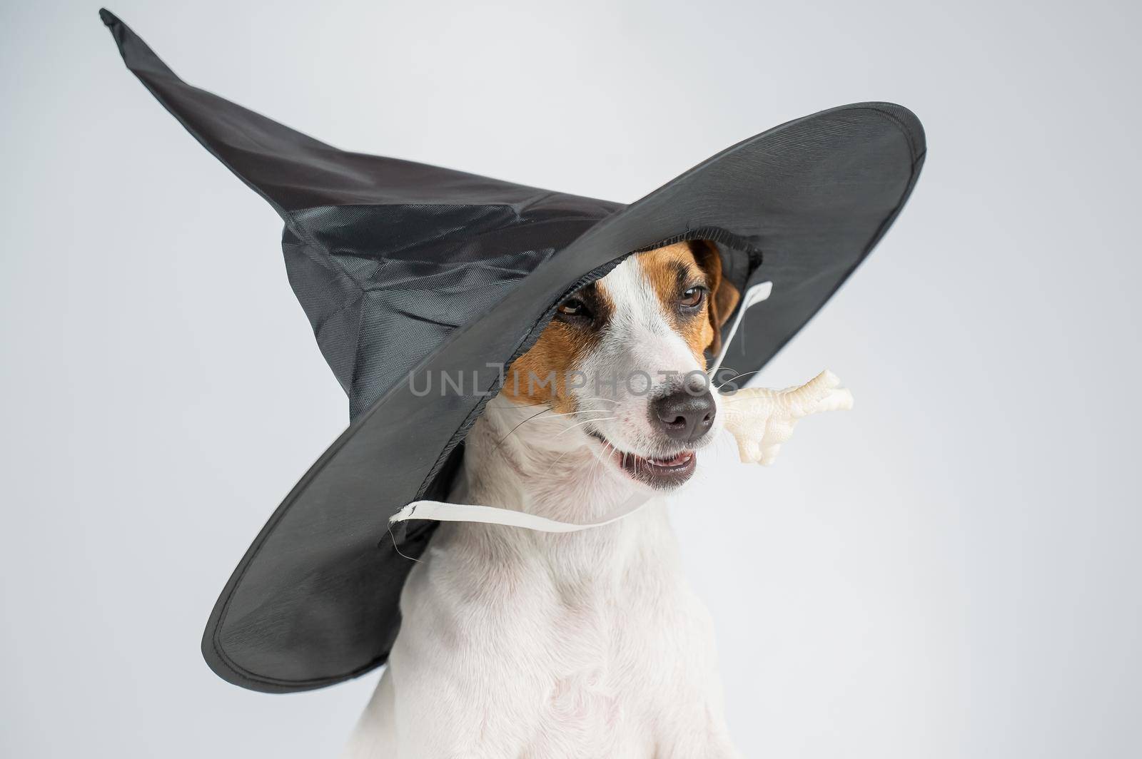 Jack russell terrier dog in witch hat holding chicken paw for casting spells on white background