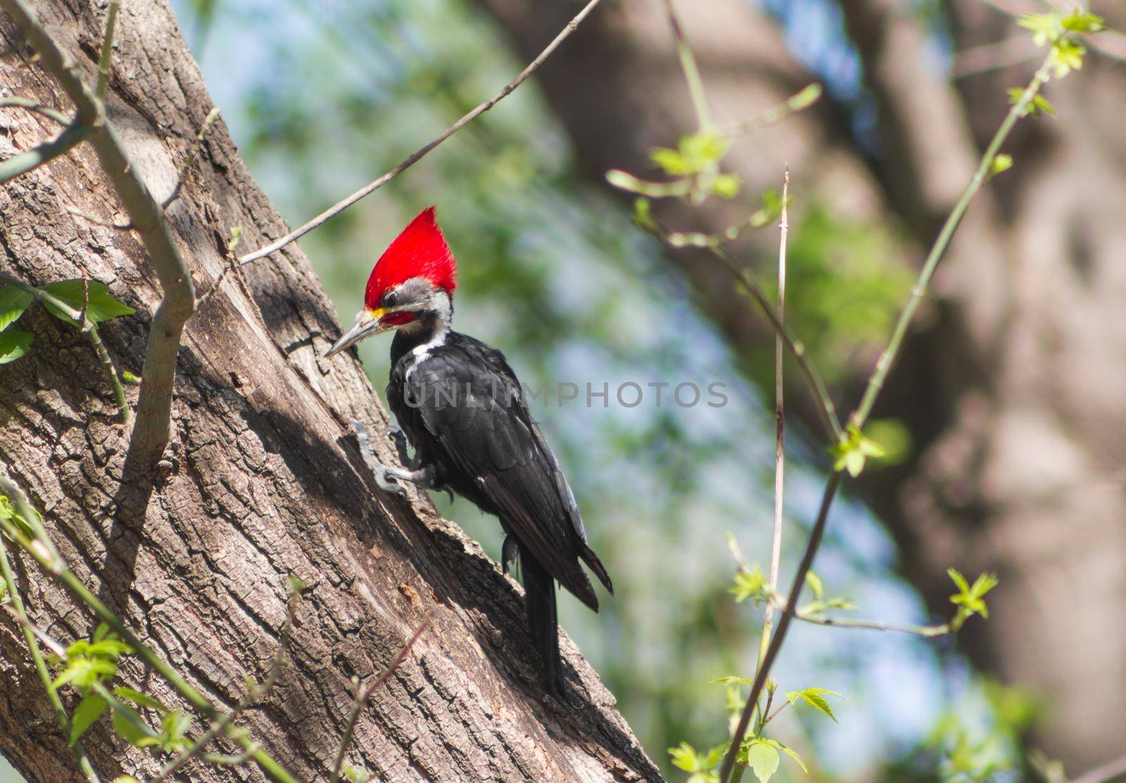 black woodpecker in its natural habitat in Cordoba Argentina by GabrielaBertolini