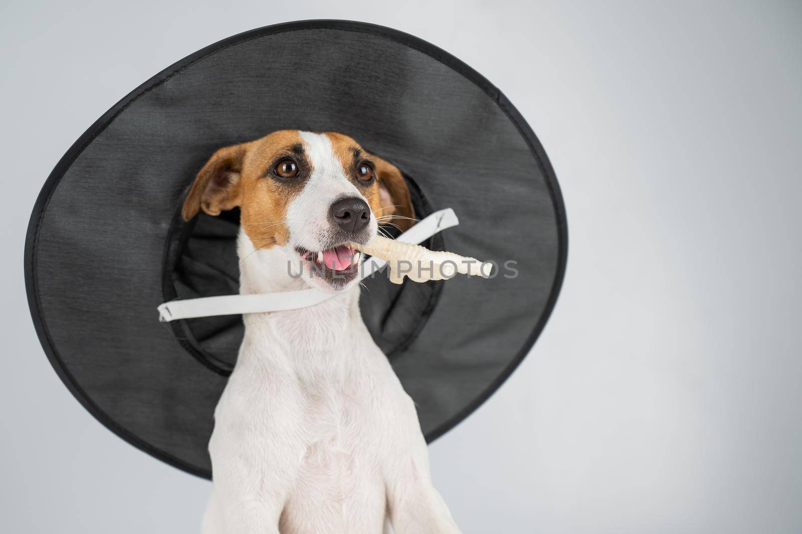 Jack russell terrier dog in witch hat holding chicken paw for casting spells on white background