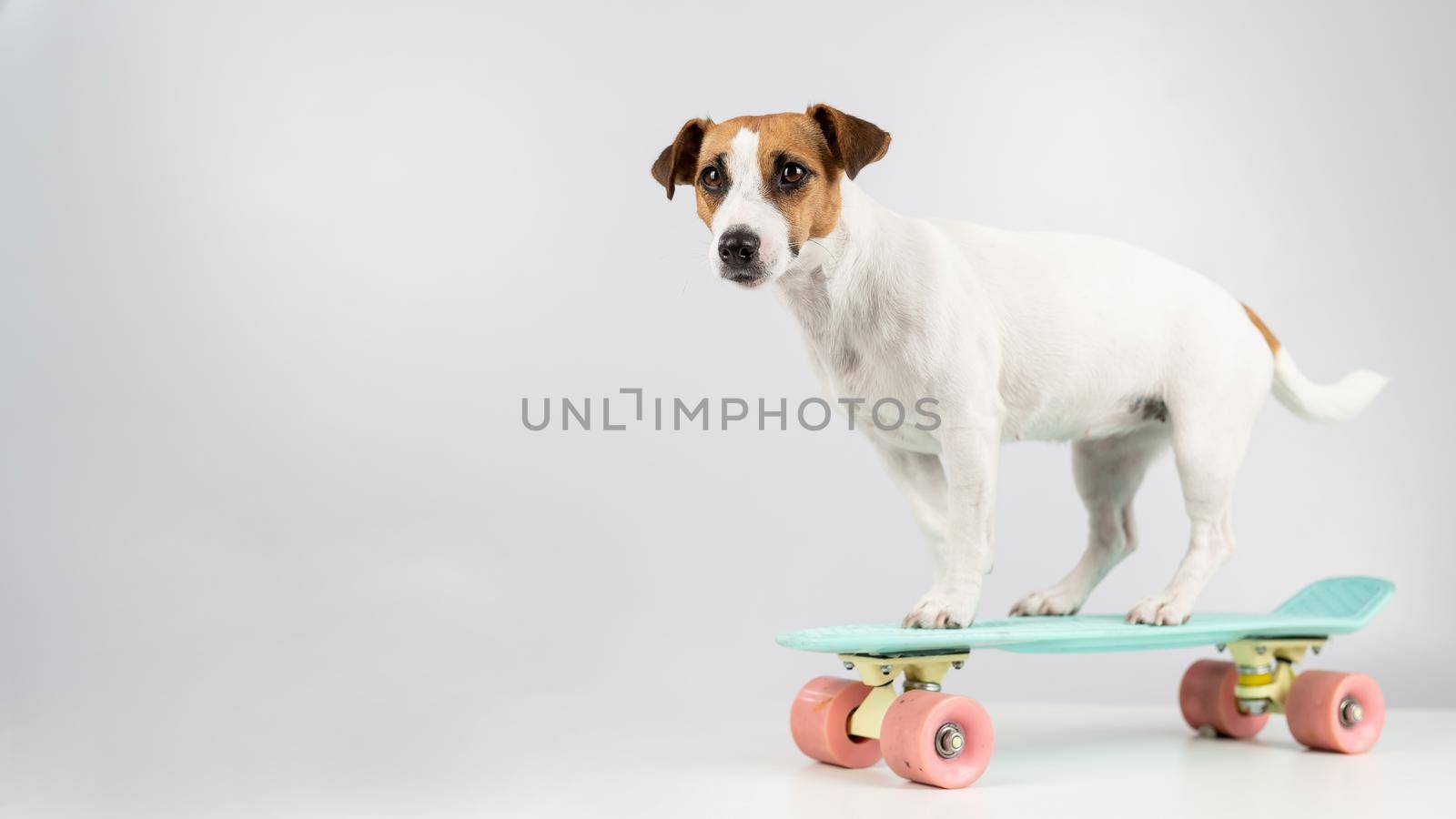 Dog on a penny board on a white background. Jack Russell Terrier rides a skateboard in the studio