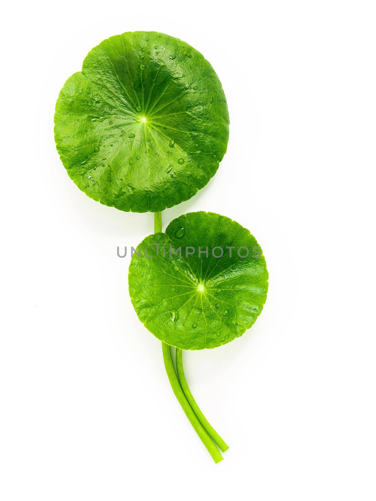 Centella asiatica leaves isolated on white background. by kerdkanno