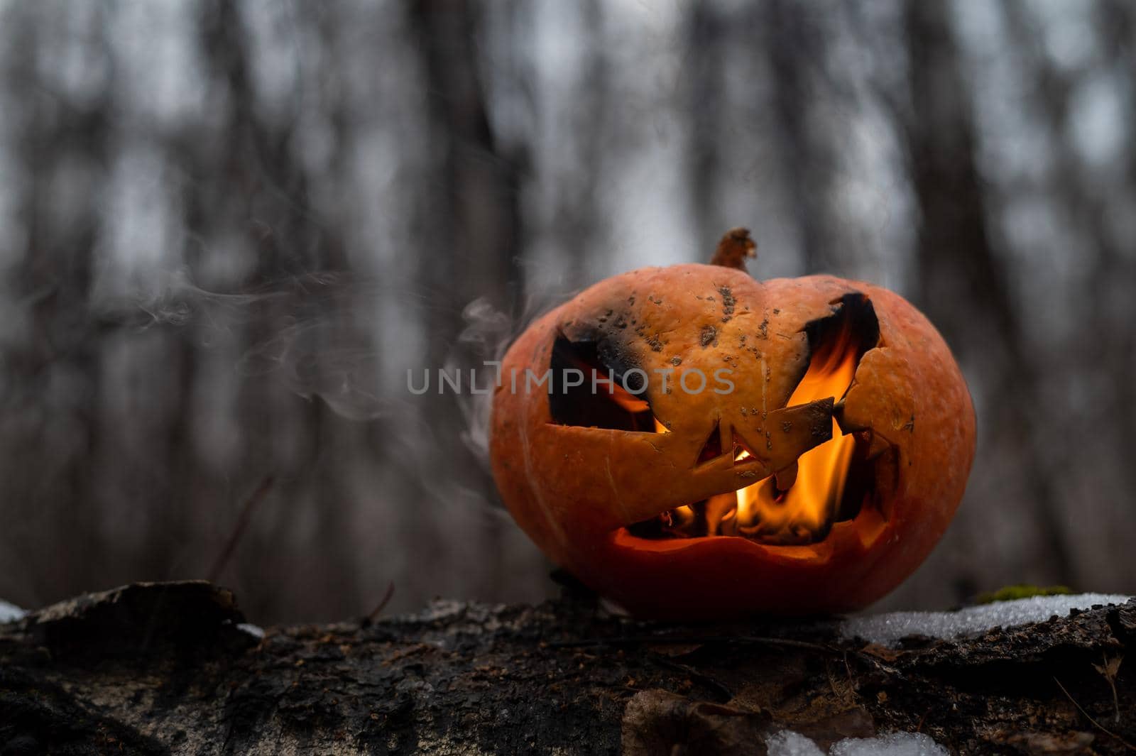 Scary pumpkin with tongues of flame in a dense forest. Jack o lantern for halloween.