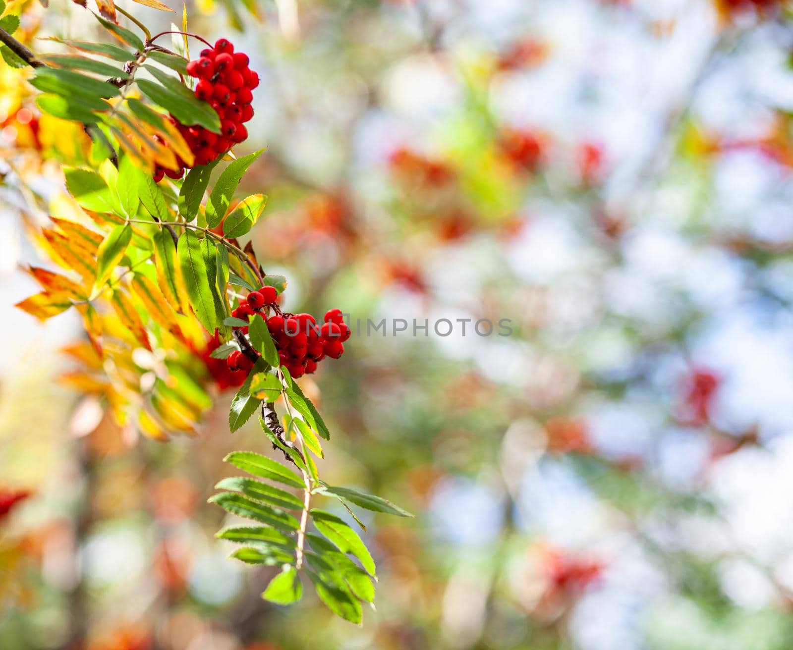 Mountain rowan ash branch berries on blurred green background. Autumn harvest still life scene. Soft focus backdrop photography. Copy space.