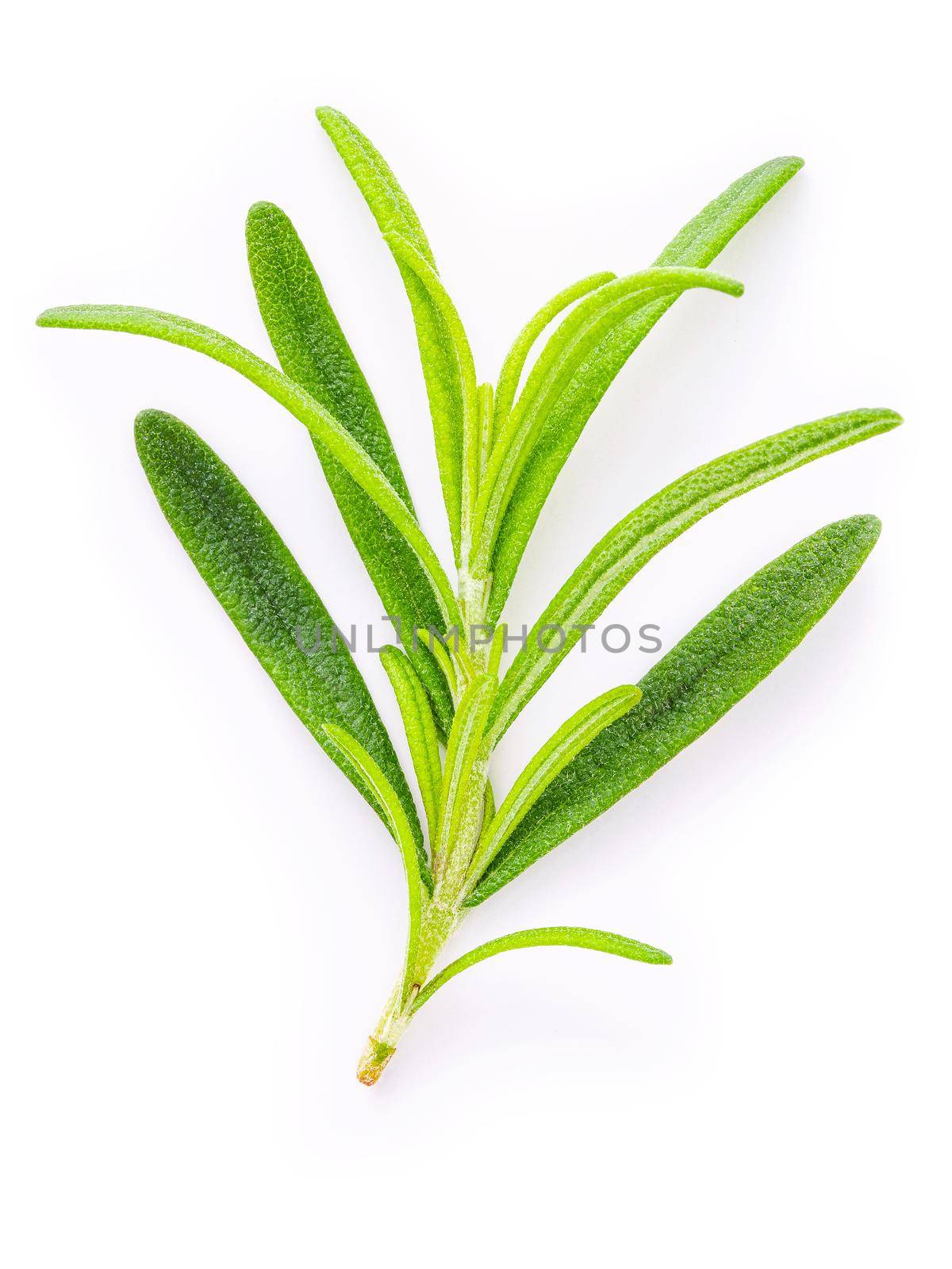 Close up  branch of fresh rosemary isolated on white background top view. by kerdkanno
