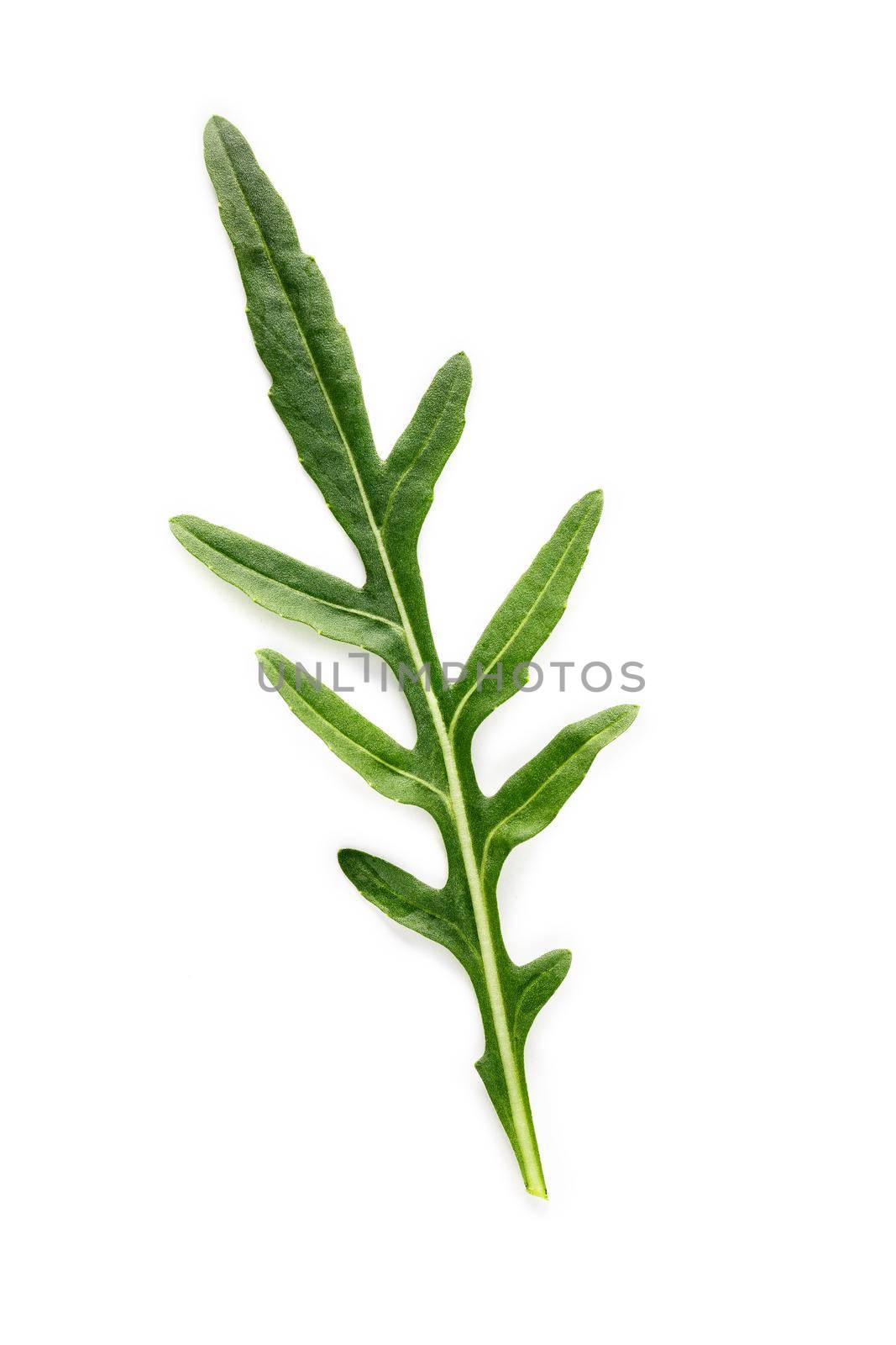 Arugula leaves isolated on white background. Closeup fresh wild rocket leaves on white background top view.