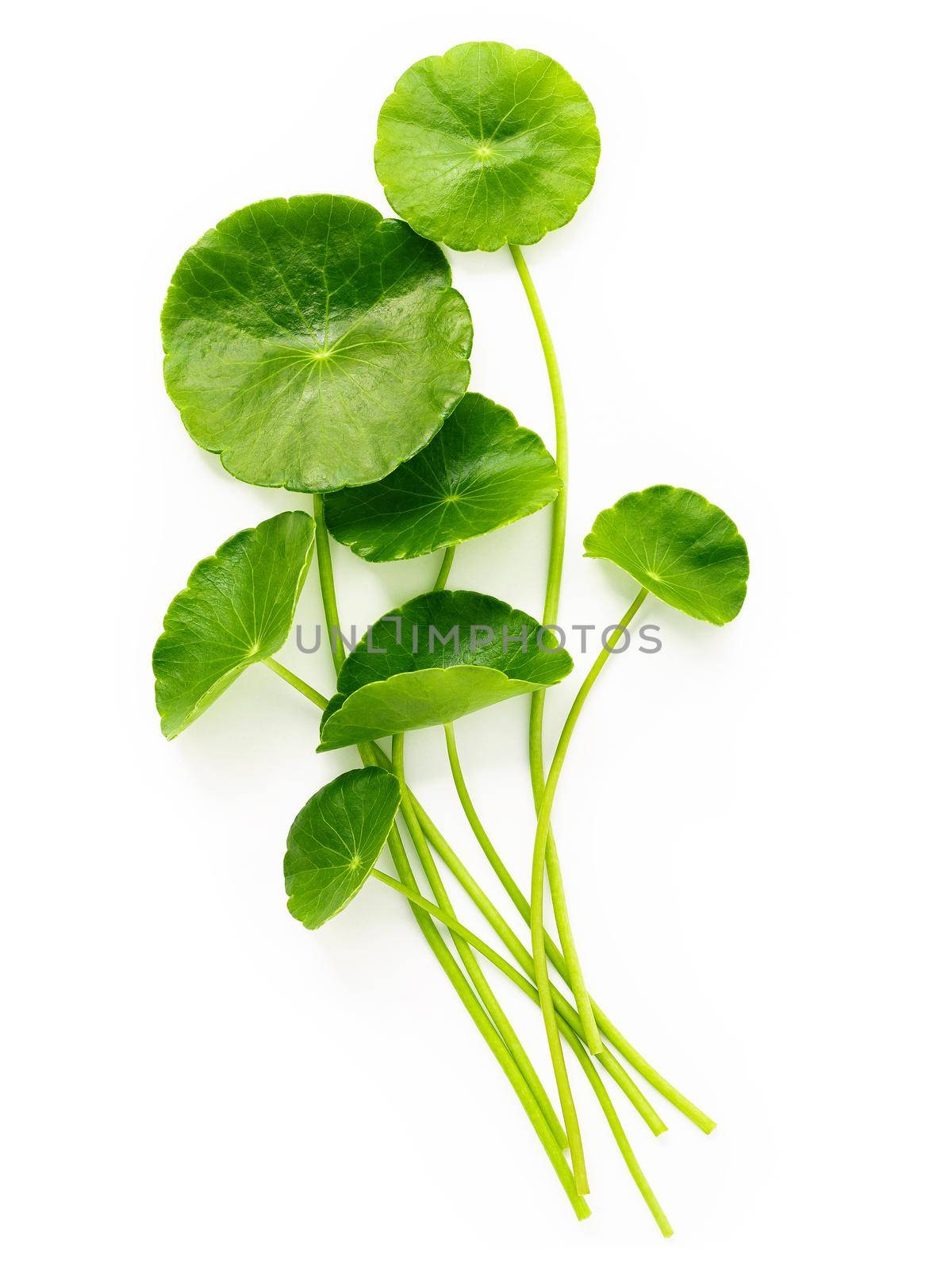 Centella asiatica leaves isolated on white background. by kerdkanno