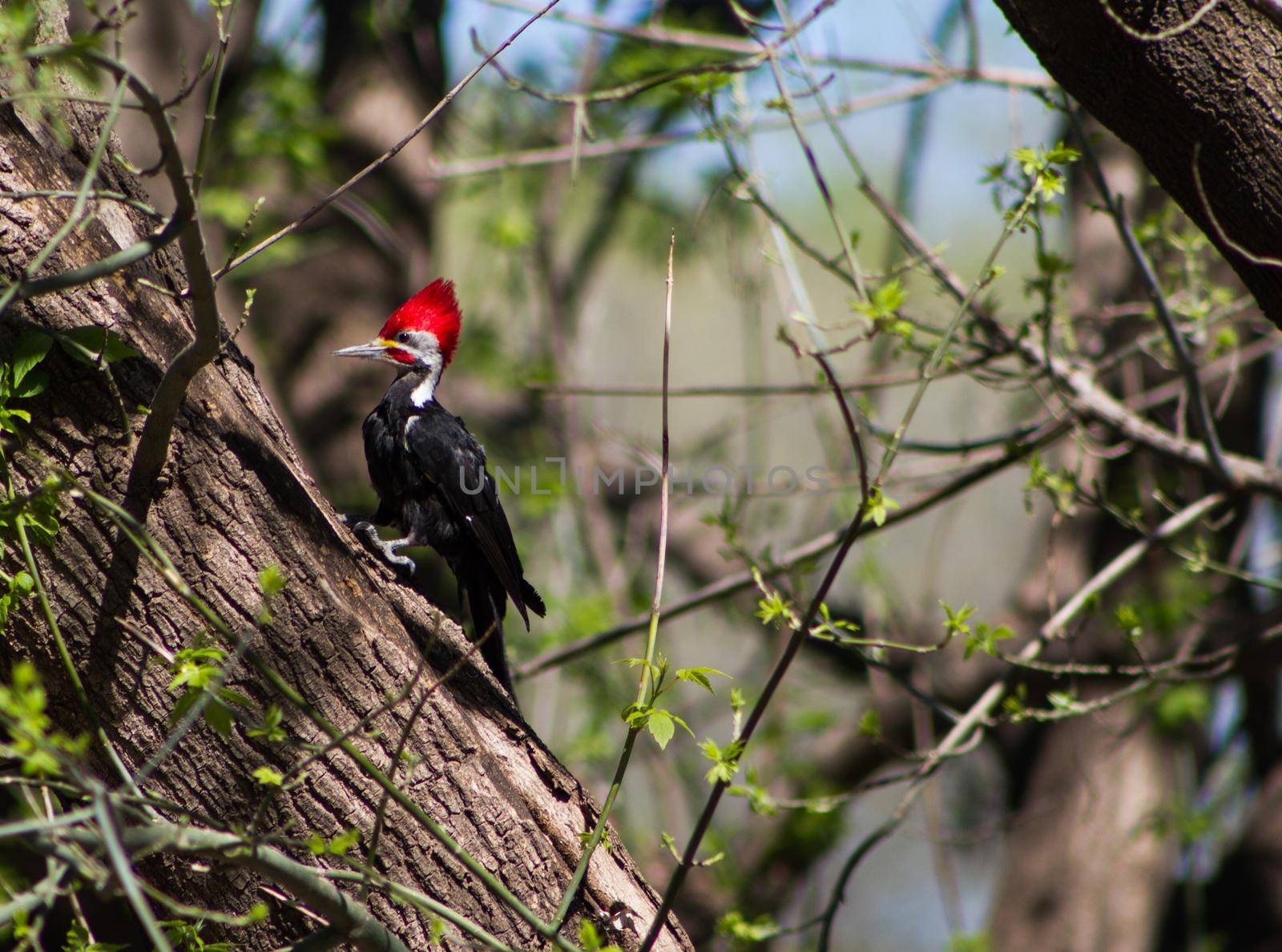black woodpecker in the branches of the tree in its natural habitat in Cordoba Argentina
