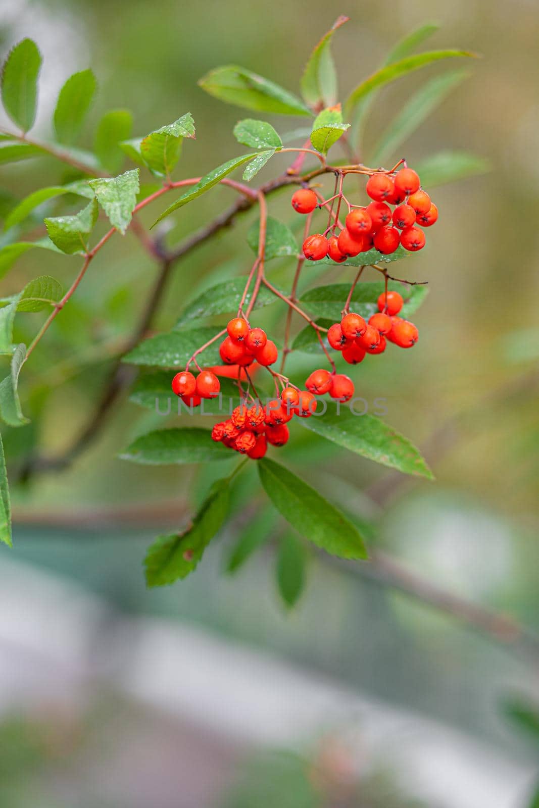 Mountain rowan ash branch berries on blurred green background. by AnatoliiFoto