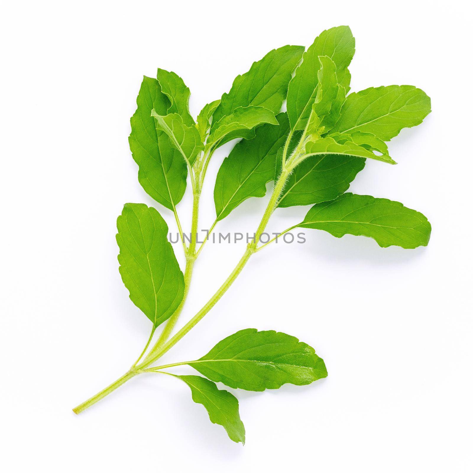 Blanch of fresh holy basil leaves isolate on white background . by kerdkanno