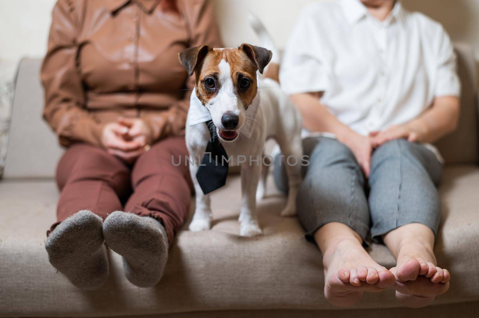 A cute dog Jack Russell Terrier is wearing a tie and sitting with two women on the couch.