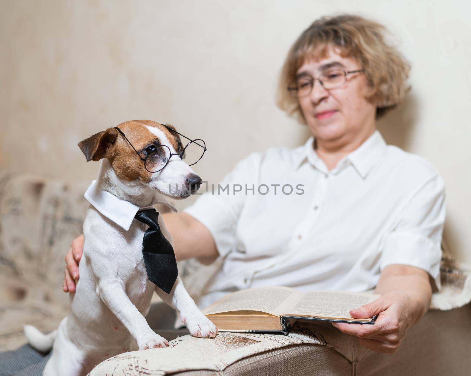 Elderly caucasian woman reading a book with a smart dog jack russell terrier wearing glasses and a tie on the sofa.