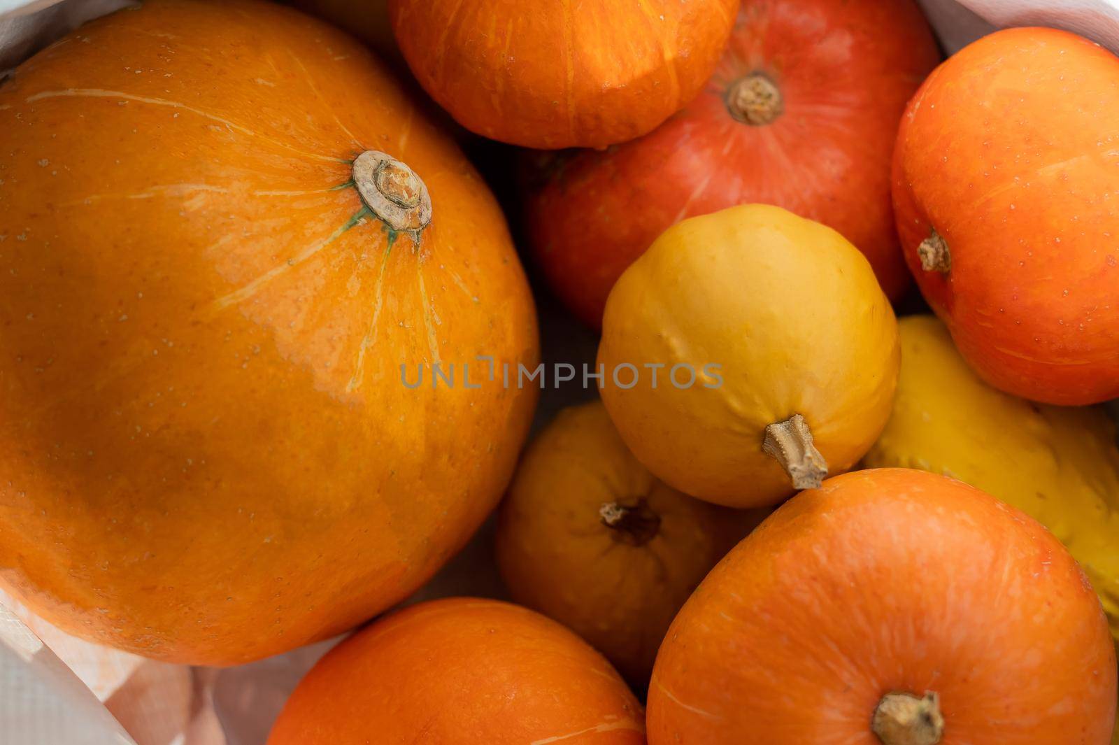 Several ripe pumpkins for Halloween. Autumn harvest