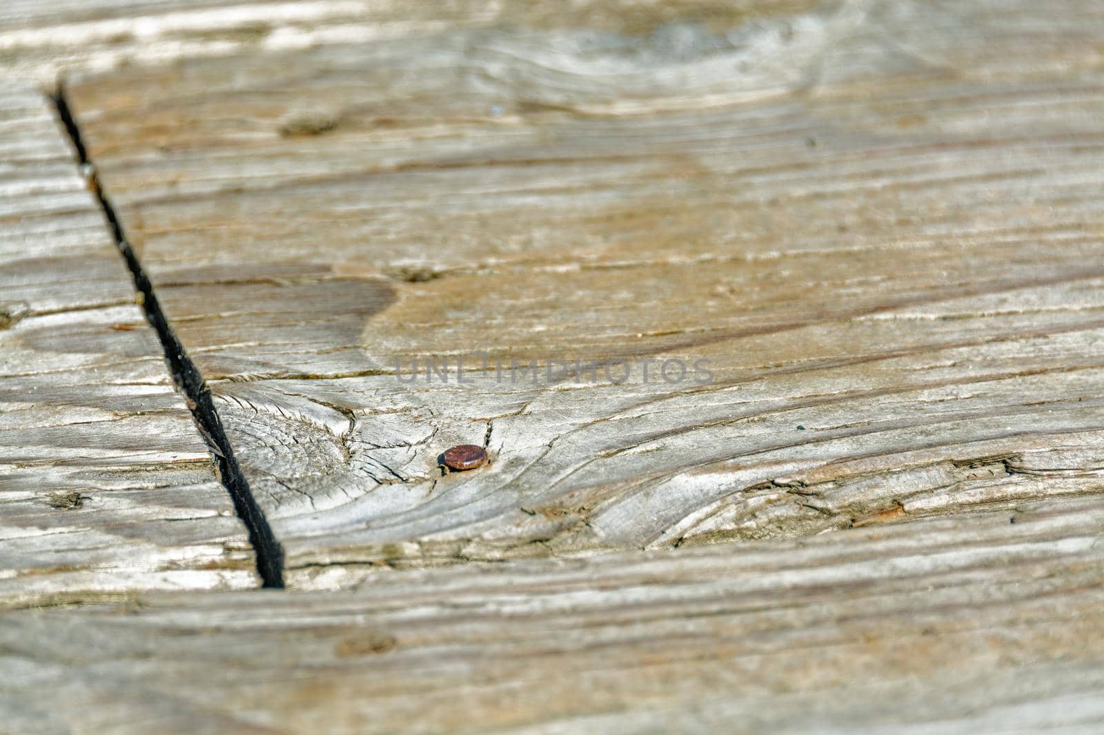 Old wood texture backdrop. Wooden plank with rusty nail.
