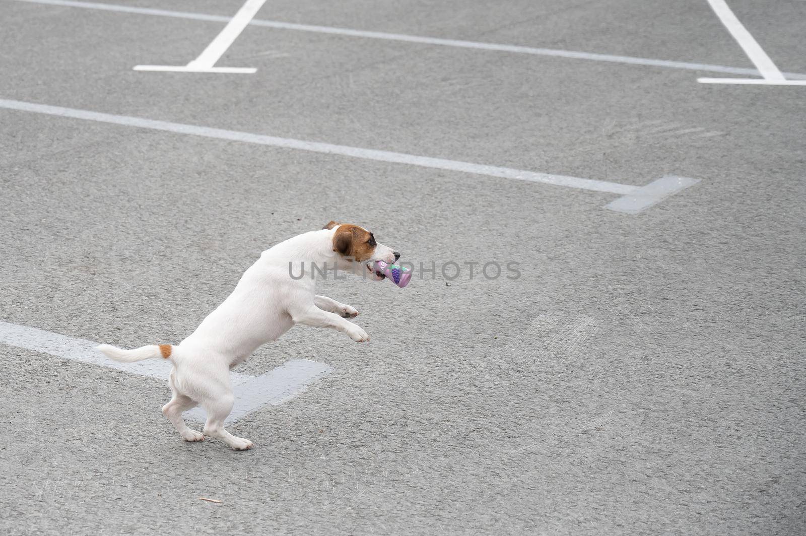Jack russell terrier dog jumping for a rubber toy